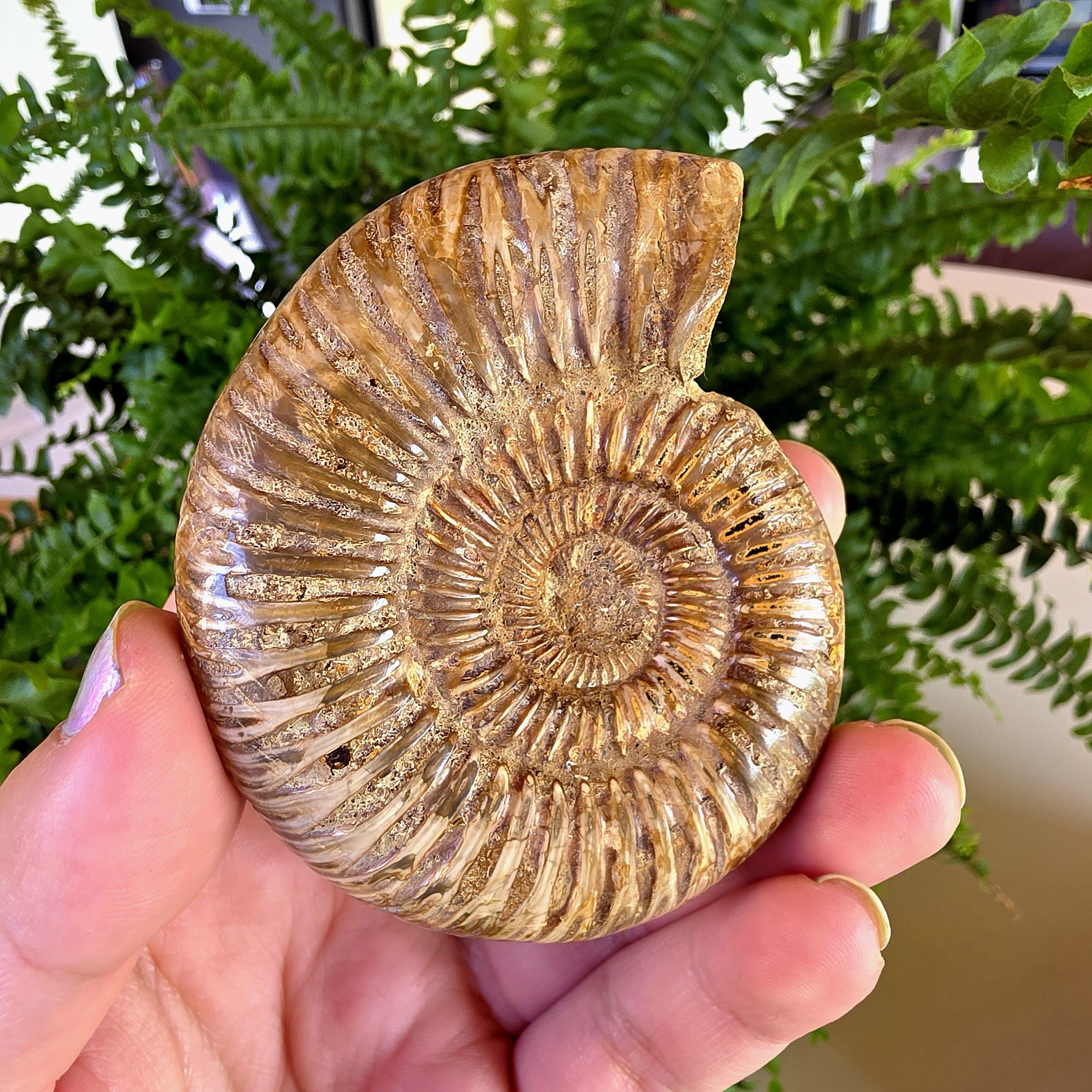 French Ammonite Fossil | 126g Ammonite Fossil | Ancient Marine Fossil | French Fossil Specimen | Natural History Collectible
