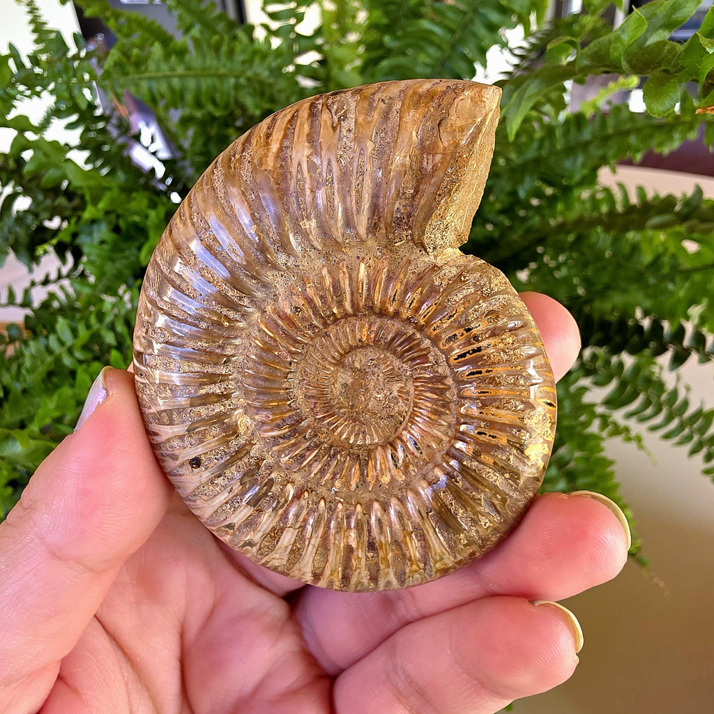 French Ammonite Fossil | 126g Ammonite Fossil | Ancient Marine Fossil | French Fossil Specimen | Natural History Collectible