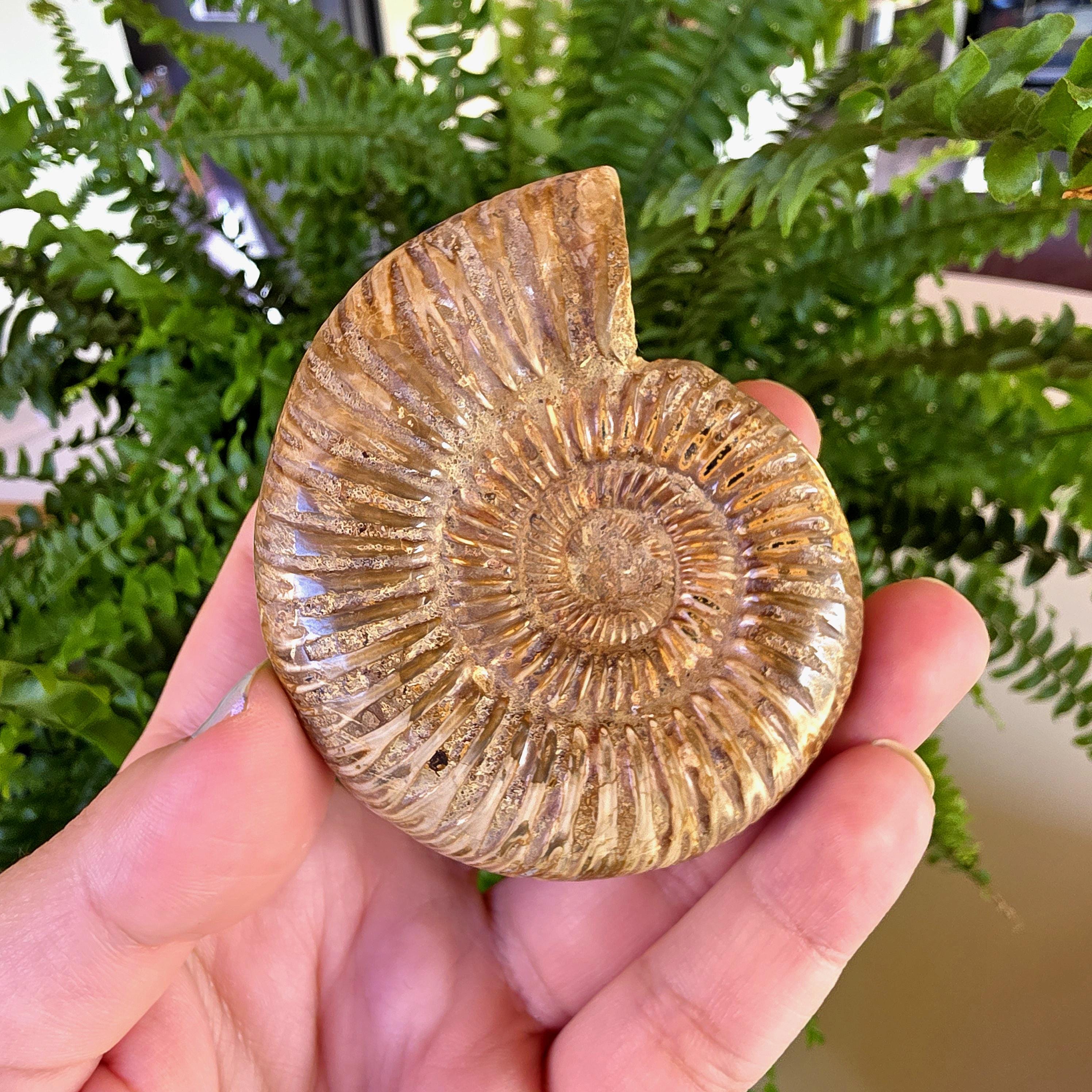 French Ammonite Fossil | 126g Ammonite Fossil | Ancient Marine Fossil | French Fossil Specimen | Natural History Collectible