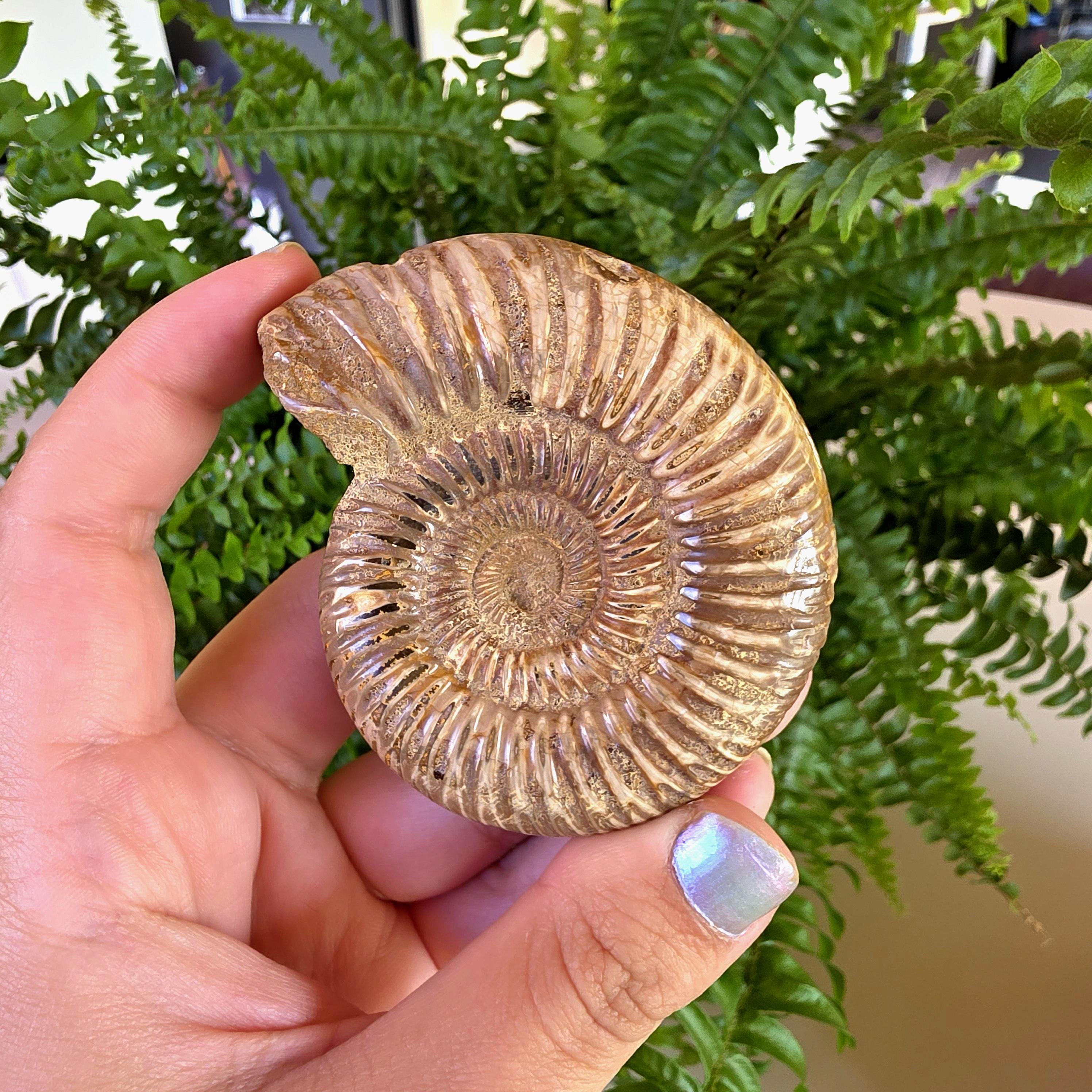 French Ammonite Fossil | 126g Ammonite Fossil | Ancient Marine Fossil | French Fossil Specimen | Natural History Collectible