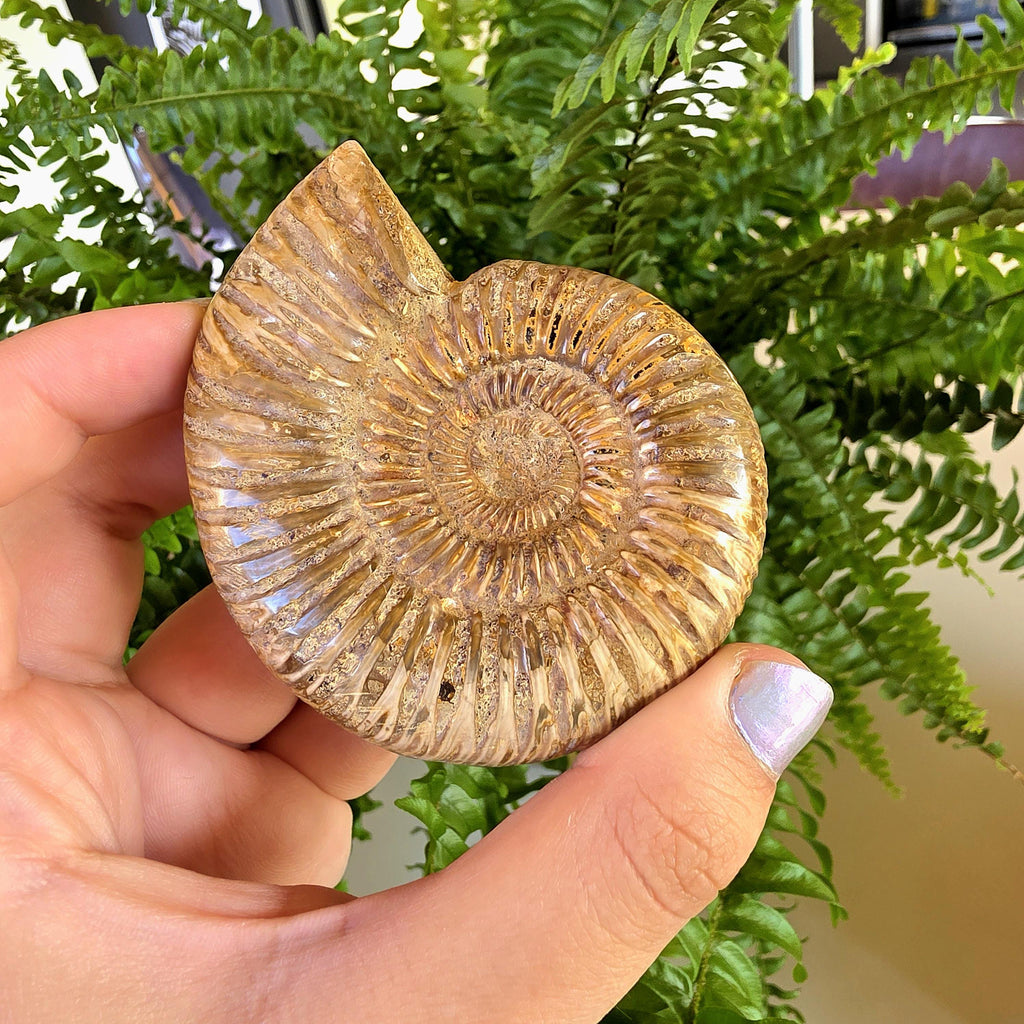 French Ammonite Fossil | 126g Ammonite Fossil | Ancient Marine Fossil | French Fossil Specimen | Natural History Collectible