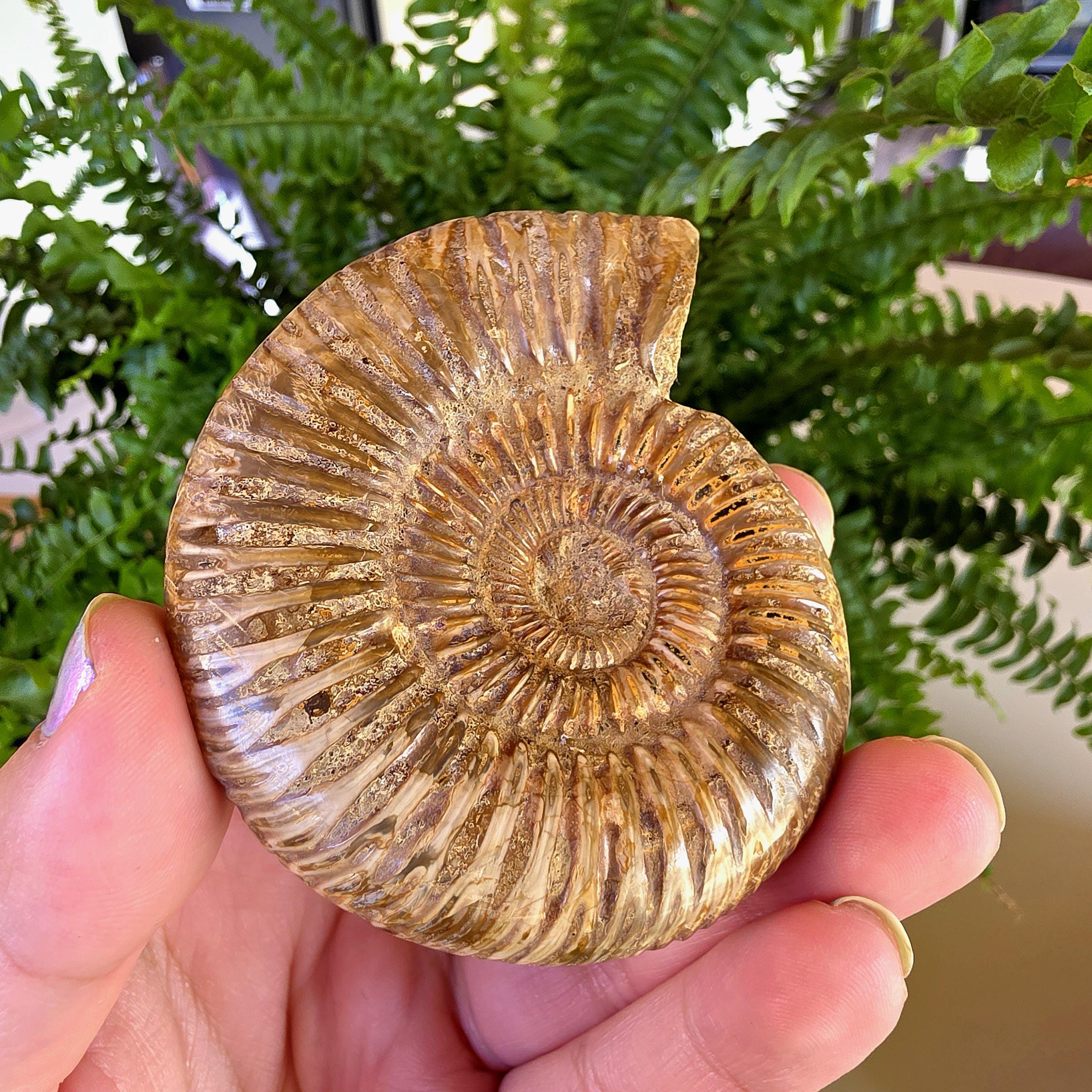 French Ammonite Fossil | 126g Ammonite Fossil | Ancient Marine Fossil | French Fossil Specimen | Natural History Collectible
