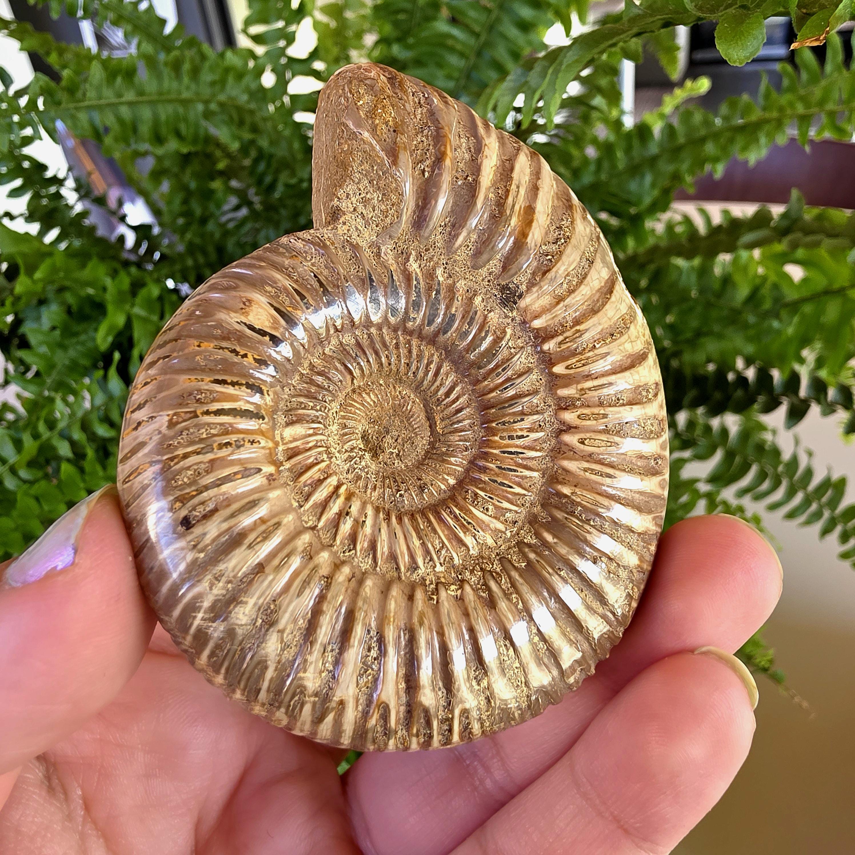 French Ammonite Fossil | 126g Ammonite Fossil | Ancient Marine Fossil | French Fossil Specimen | Natural History Collectible