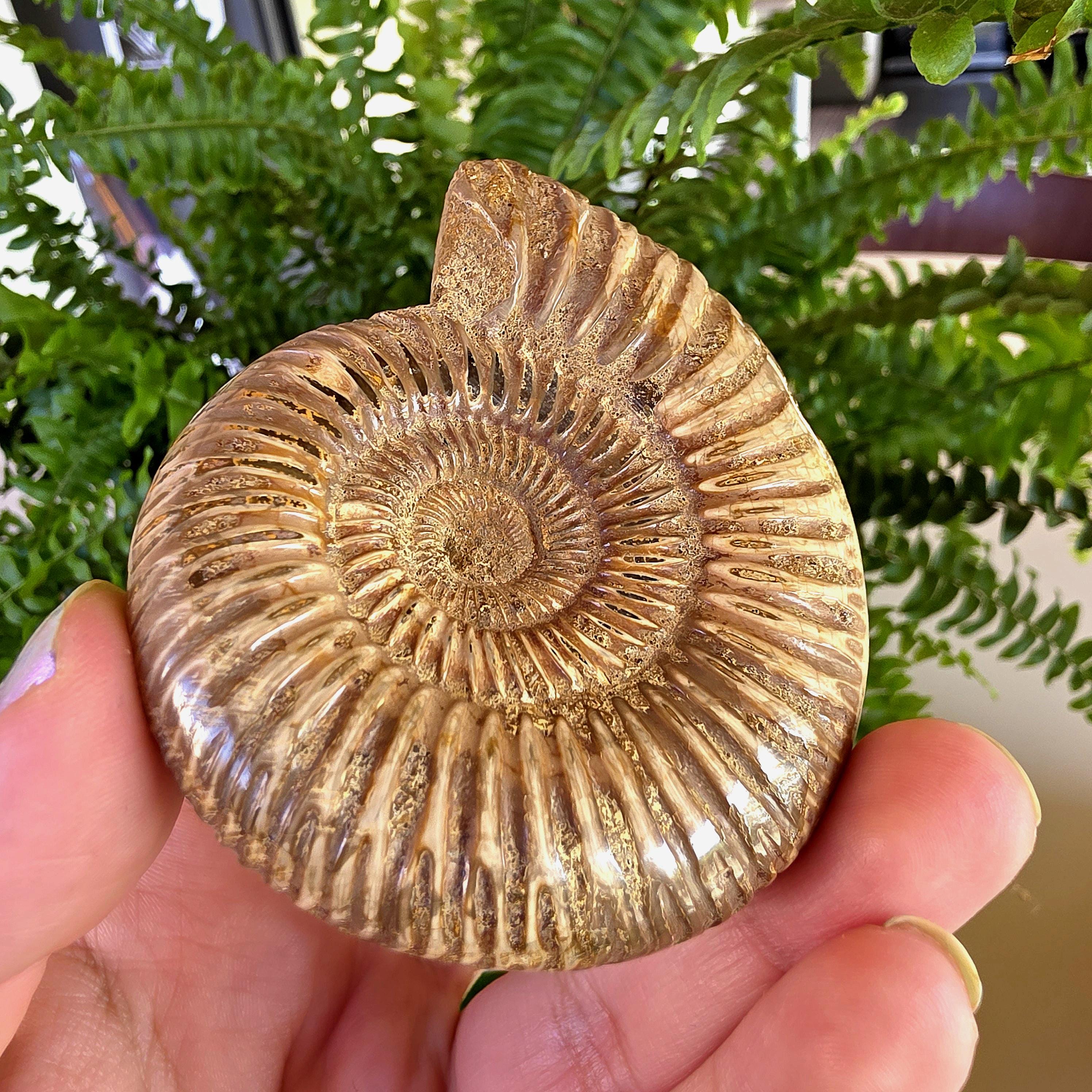 French Ammonite Fossil | 126g Ammonite Fossil | Ancient Marine Fossil | French Fossil Specimen | Natural History Collectible