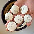 Large Round Shiva Shell | Mermaid Money | Intuitive Pull | Natural Ocean Shell | Beach Decor | Shell Collection