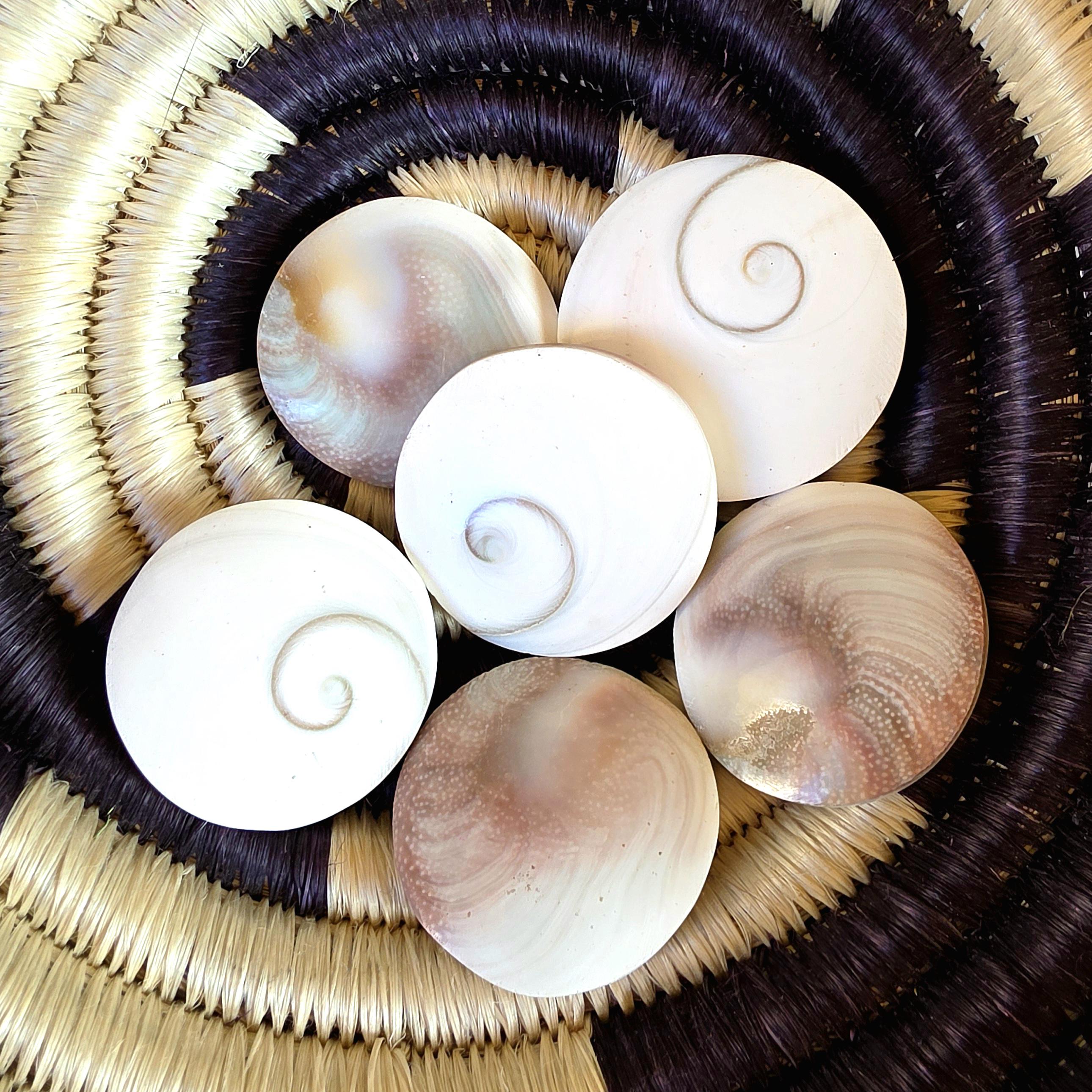 Large Round Shiva Shell | Mermaid Money | Intuitive Pull | Natural Ocean Shell | Beach Decor | Shell Collection