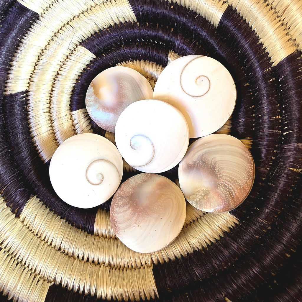 Large Round Shiva Shell | Mermaid Money | Intuitive Pull | Natural Ocean Shell | Beach Decor | Shell Collection