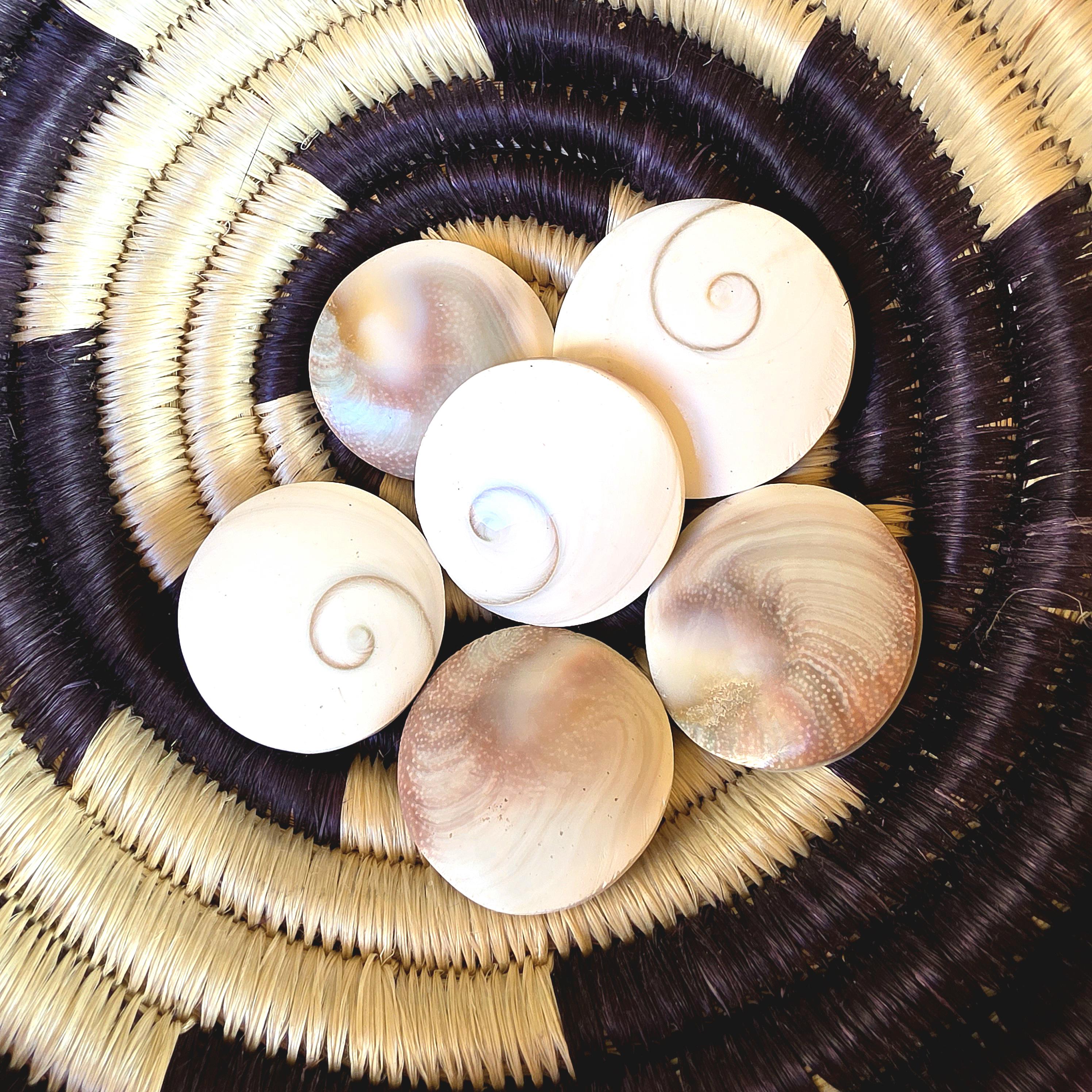 Large Round Shiva Shell | Mermaid Money | Intuitive Pull | Natural Ocean Shell | Beach Decor | Shell Collection