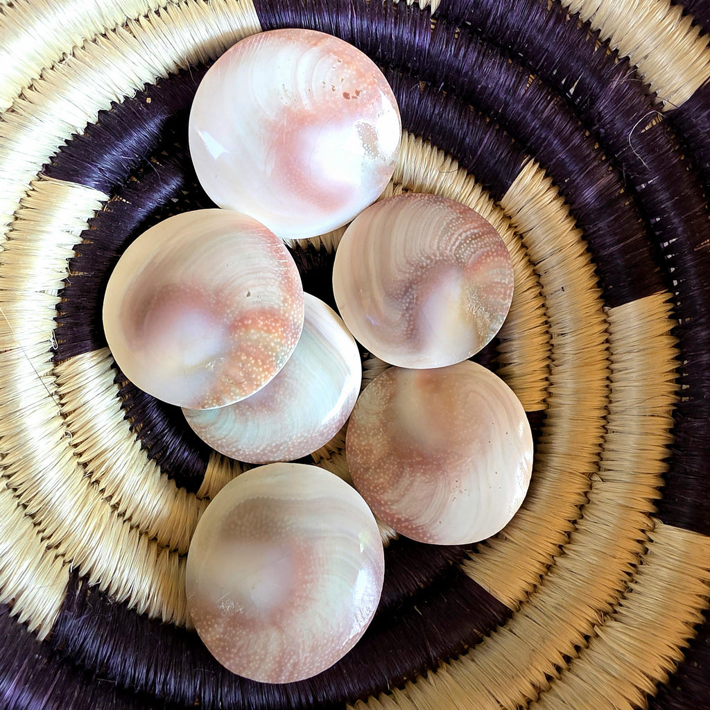 Large Round Shiva Shell | Mermaid Money | Intuitive Pull | Natural Ocean Shell | Beach Decor | Shell Collection