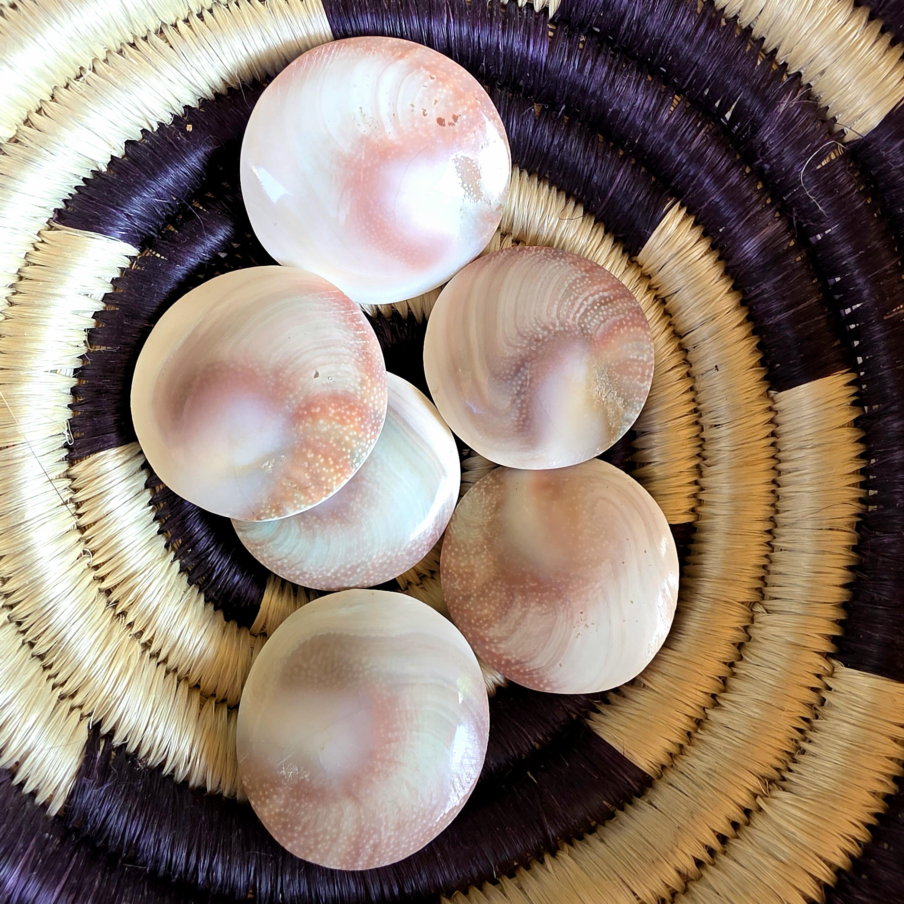 Large Round Shiva Shell | Mermaid Money | Intuitive Pull | Natural Ocean Shell | Beach Decor | Shell Collection