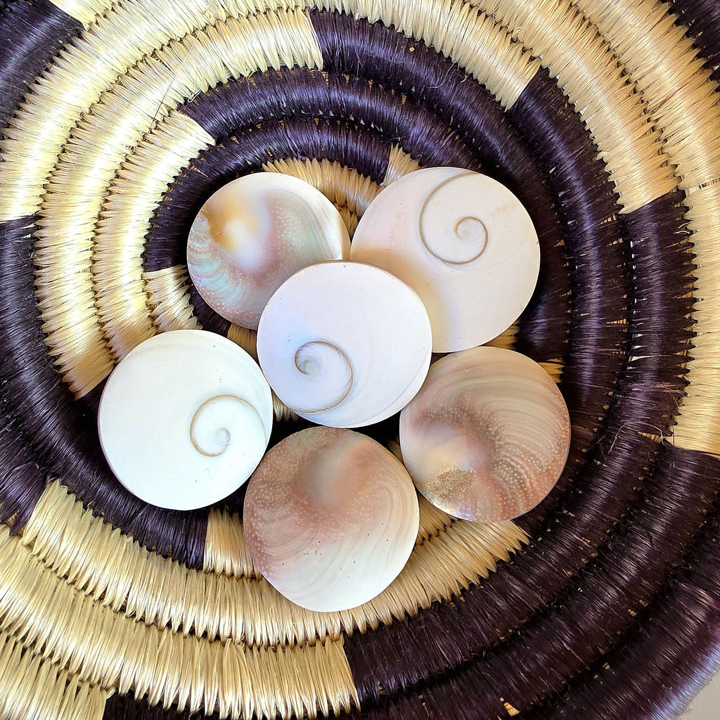 Large Round Shiva Shell | Mermaid Money | Intuitive Pull | Natural Ocean Shell | Beach Decor | Shell Collection
