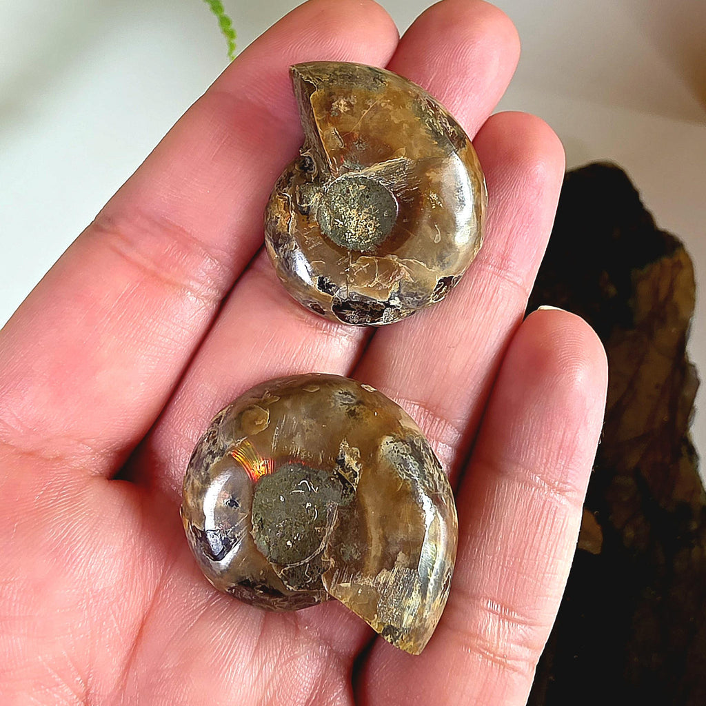 Rainbow Ammonite Fossil Pair | Madagascar Ammonite Set | Iridescent Fossil Display | Matching Fossil Halves