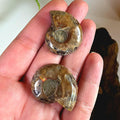 Rainbow Ammonite Fossil Pair | Madagascar Ammonite Set | Iridescent Fossil Display | Matching Fossil Halves
