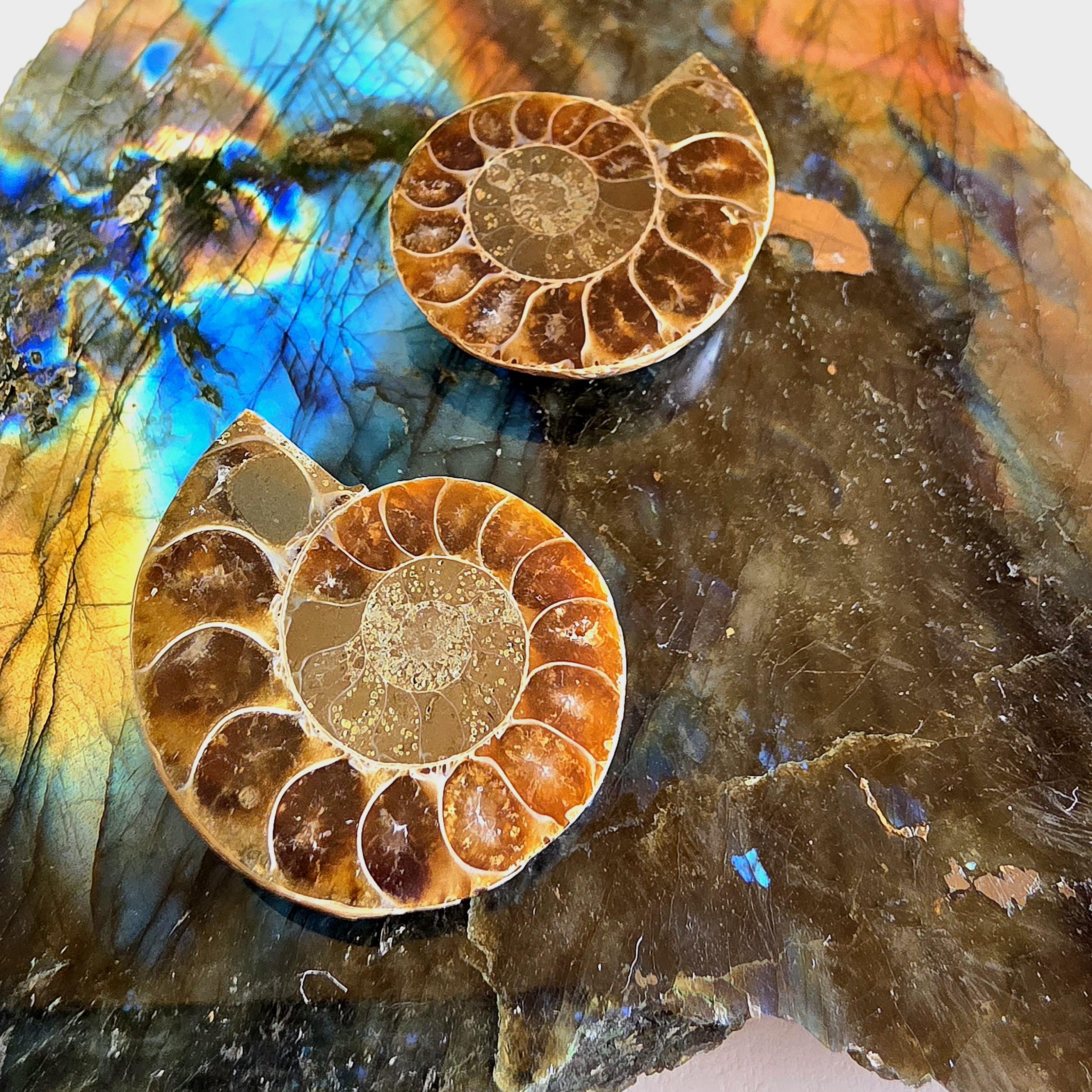 Rainbow Ammonite Fossil Pair | Madagascar Ammonite Set | Iridescent Fossil Display | Matching Fossil Halves