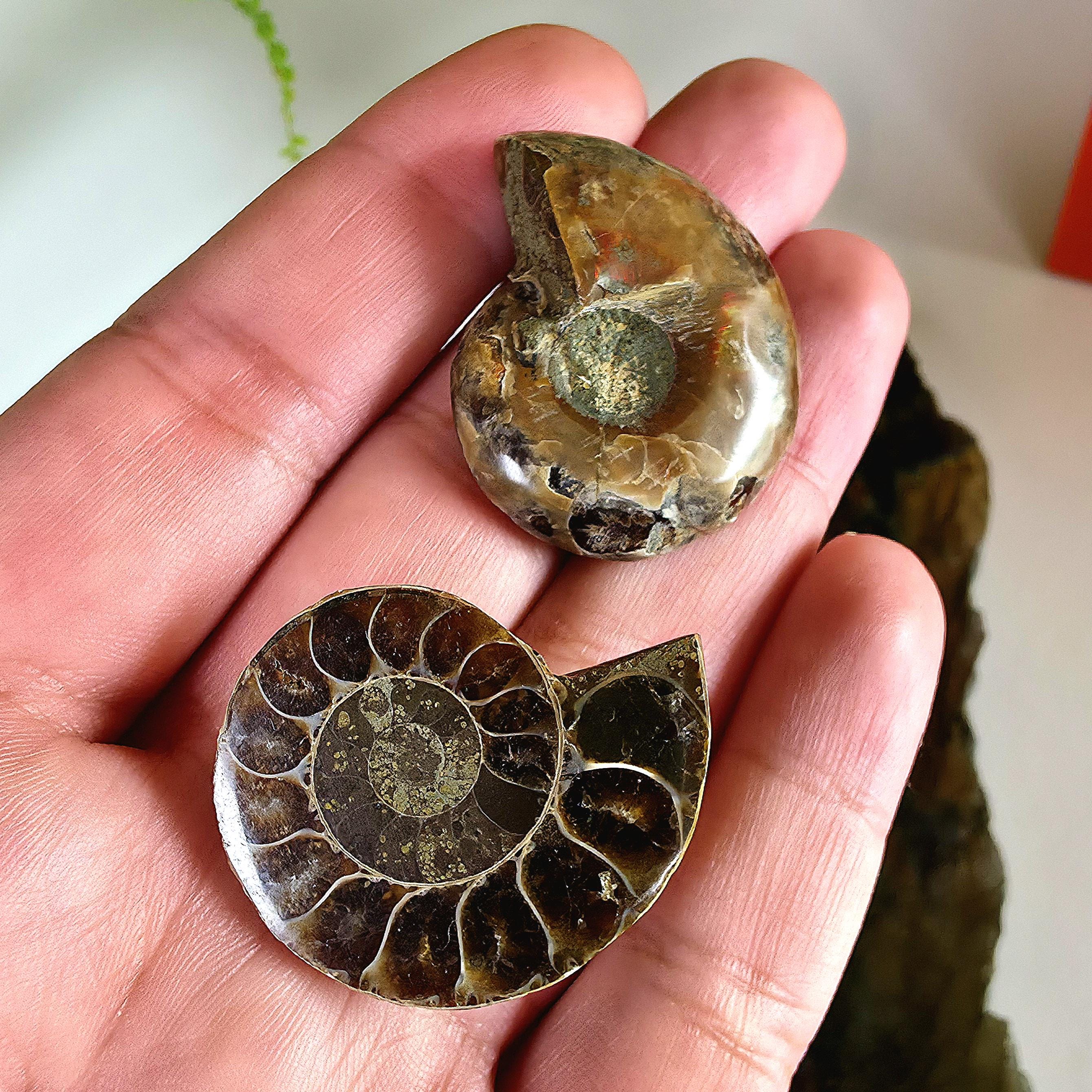 Rainbow Ammonite Fossil Pair | Madagascar Ammonite Set | Iridescent Fossil Display | Matching Fossil Halves