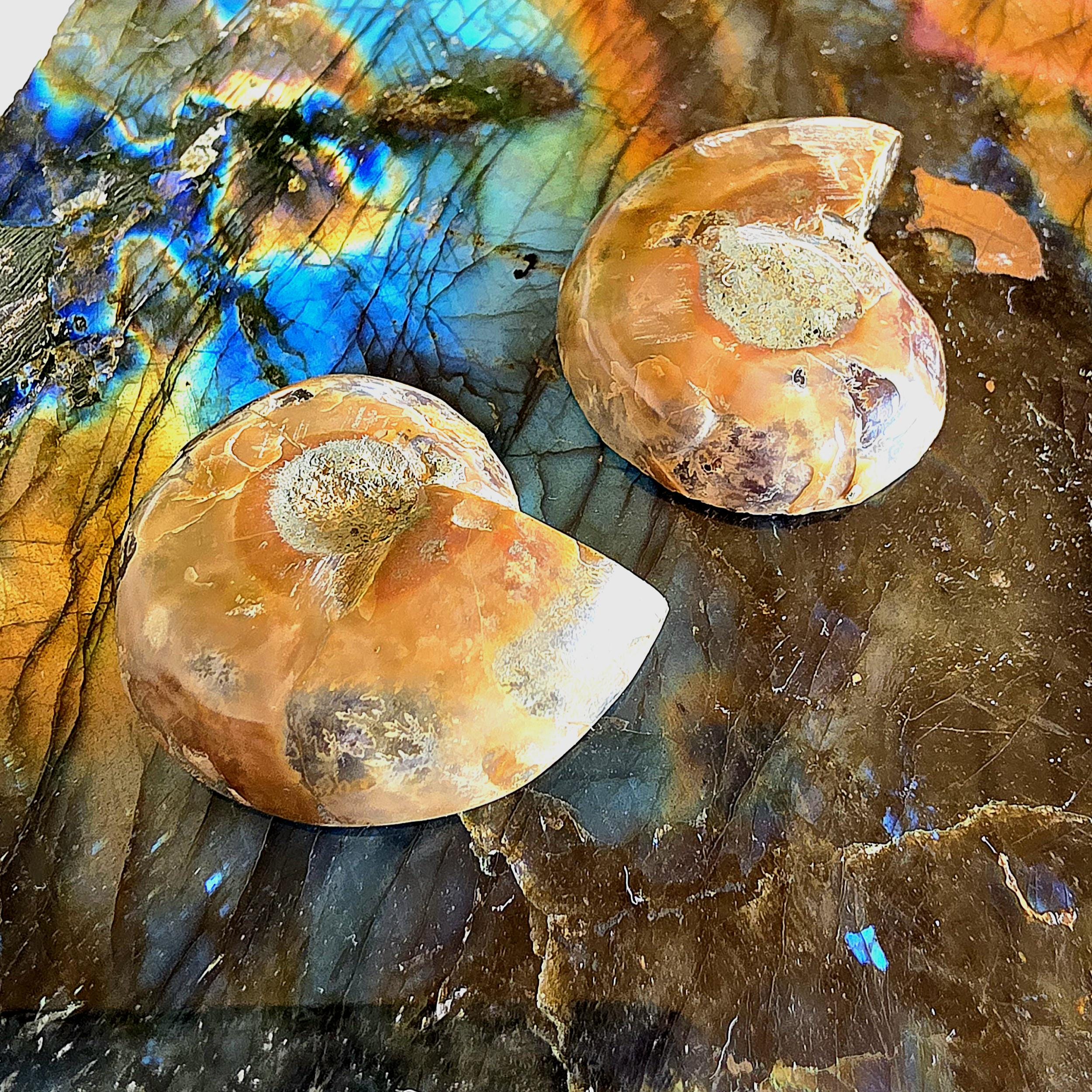Rainbow Ammonite Fossil Pair | Madagascar Ammonite Set | Iridescent Fossil Display | Matching Fossil Halves