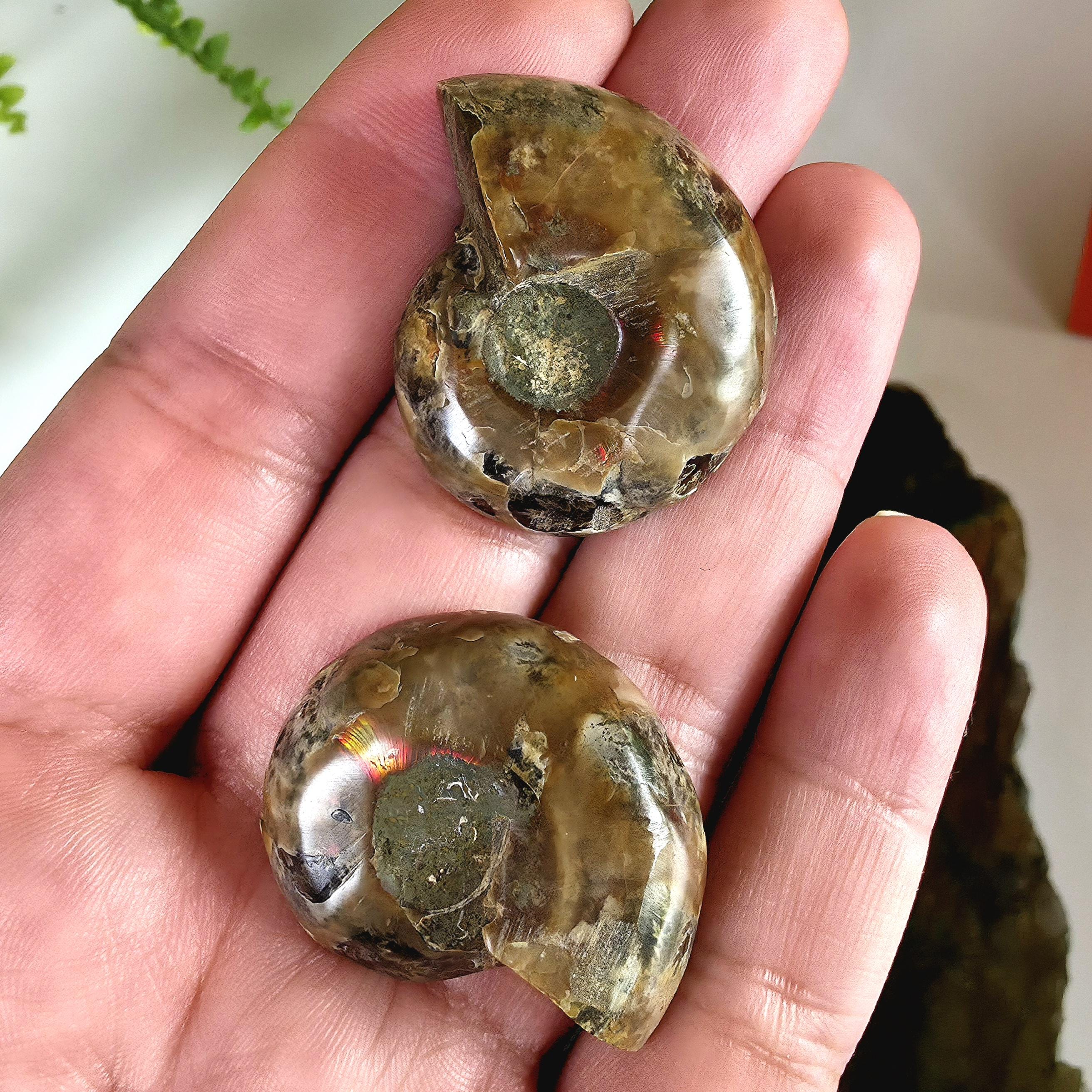 Rainbow Ammonite Fossil Pair | Madagascar Ammonite Set | Iridescent Fossil Display | Matching Fossil Halves
