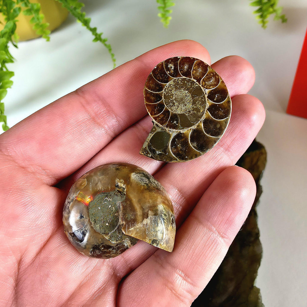 Rainbow Ammonite Fossil Pair | Madagascar Ammonite Set | Iridescent Fossil Display | Matching Fossil Halves