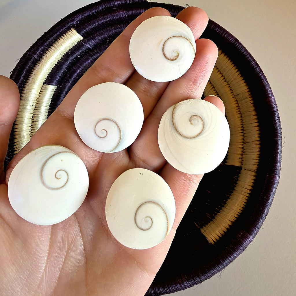 SM Round Shiva Shell | Mermaid Money | Intuitive Pull | Natural Ocean Shell | Beach Decor | Shell Collection