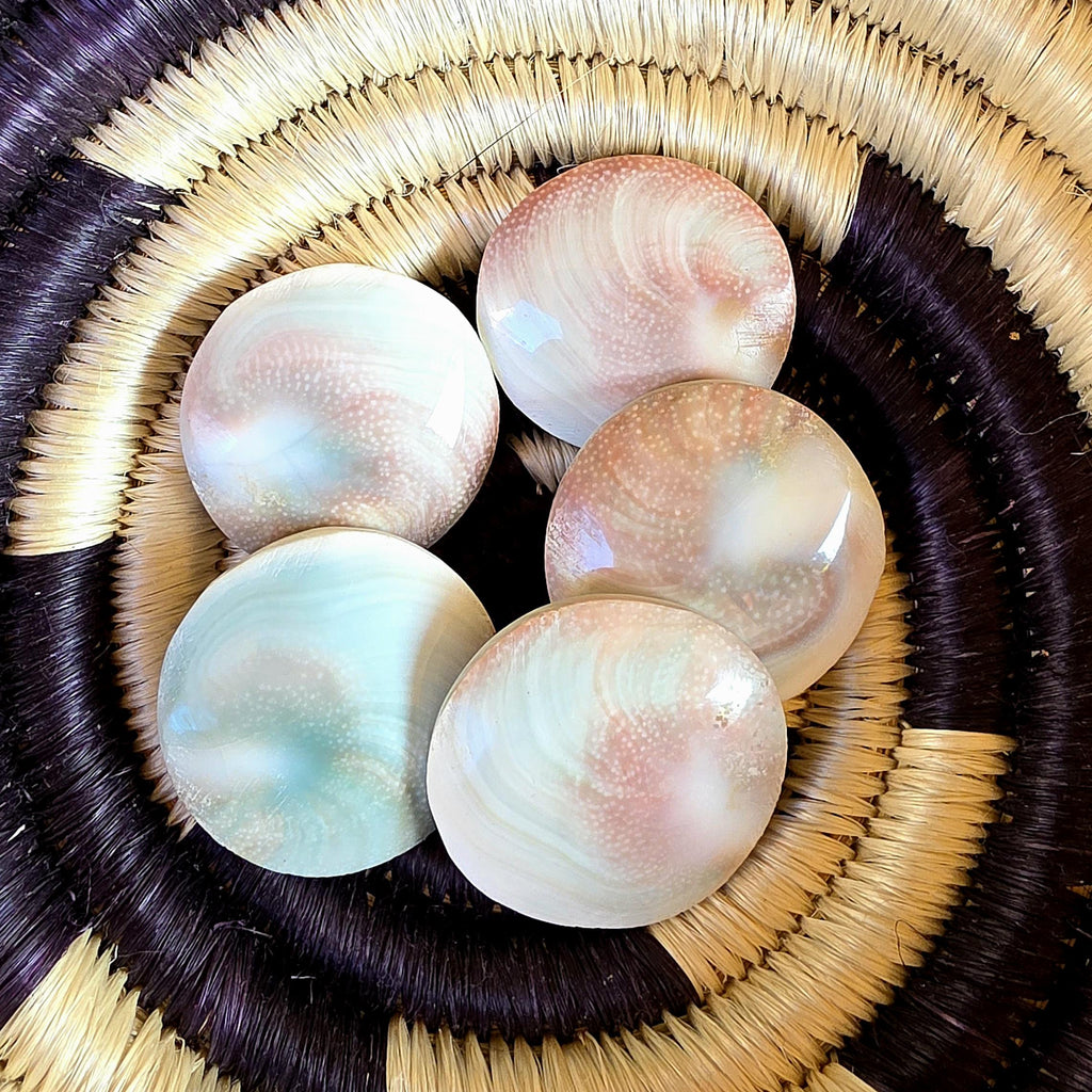 SM Round Shiva Shell | Mermaid Money | Intuitive Pull | Natural Ocean Shell | Beach Decor | Shell Collection