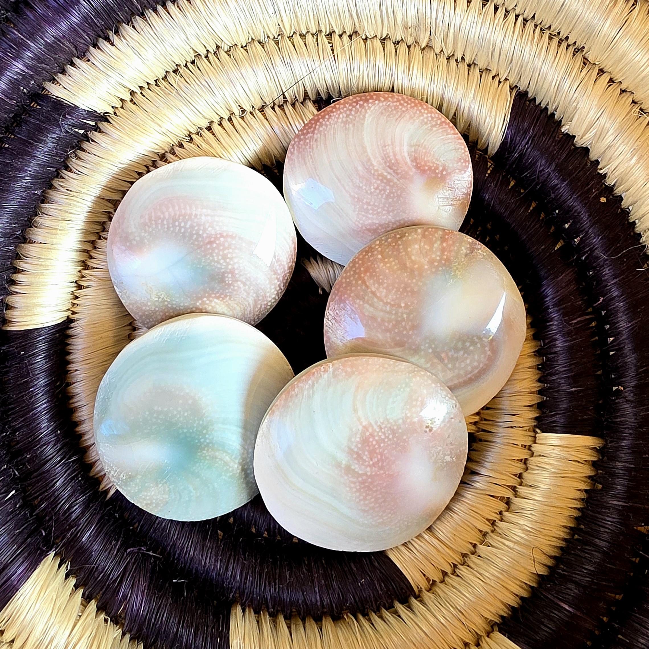 SM Round Shiva Shell | Mermaid Money | Intuitive Pull | Natural Ocean Shell | Beach Decor | Shell Collection