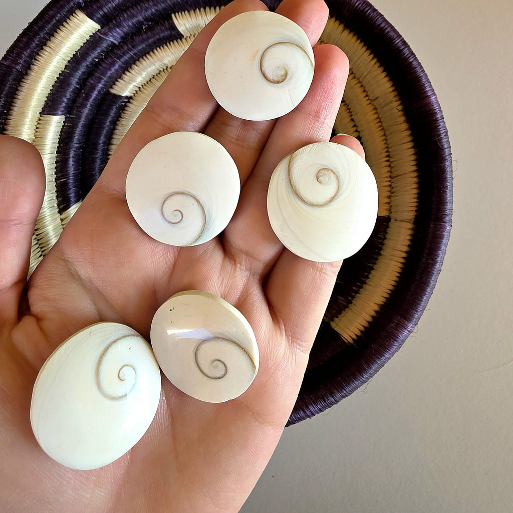 SM Round Shiva Shell | Mermaid Money | Intuitive Pull | Natural Ocean Shell | Beach Decor | Shell Collection