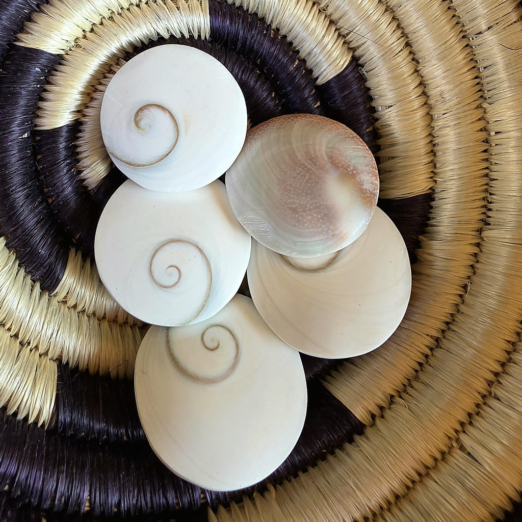 SM Round Shiva Shell | Mermaid Money | Intuitive Pull | Natural Ocean Shell | Beach Decor | Shell Collection