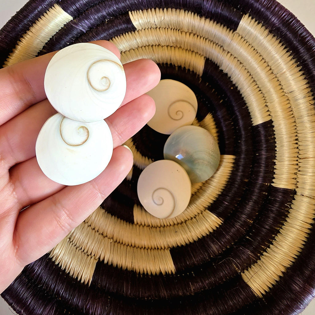 SM Round Shiva Shell | Mermaid Money | Intuitive Pull | Natural Ocean Shell | Beach Decor | Shell Collection