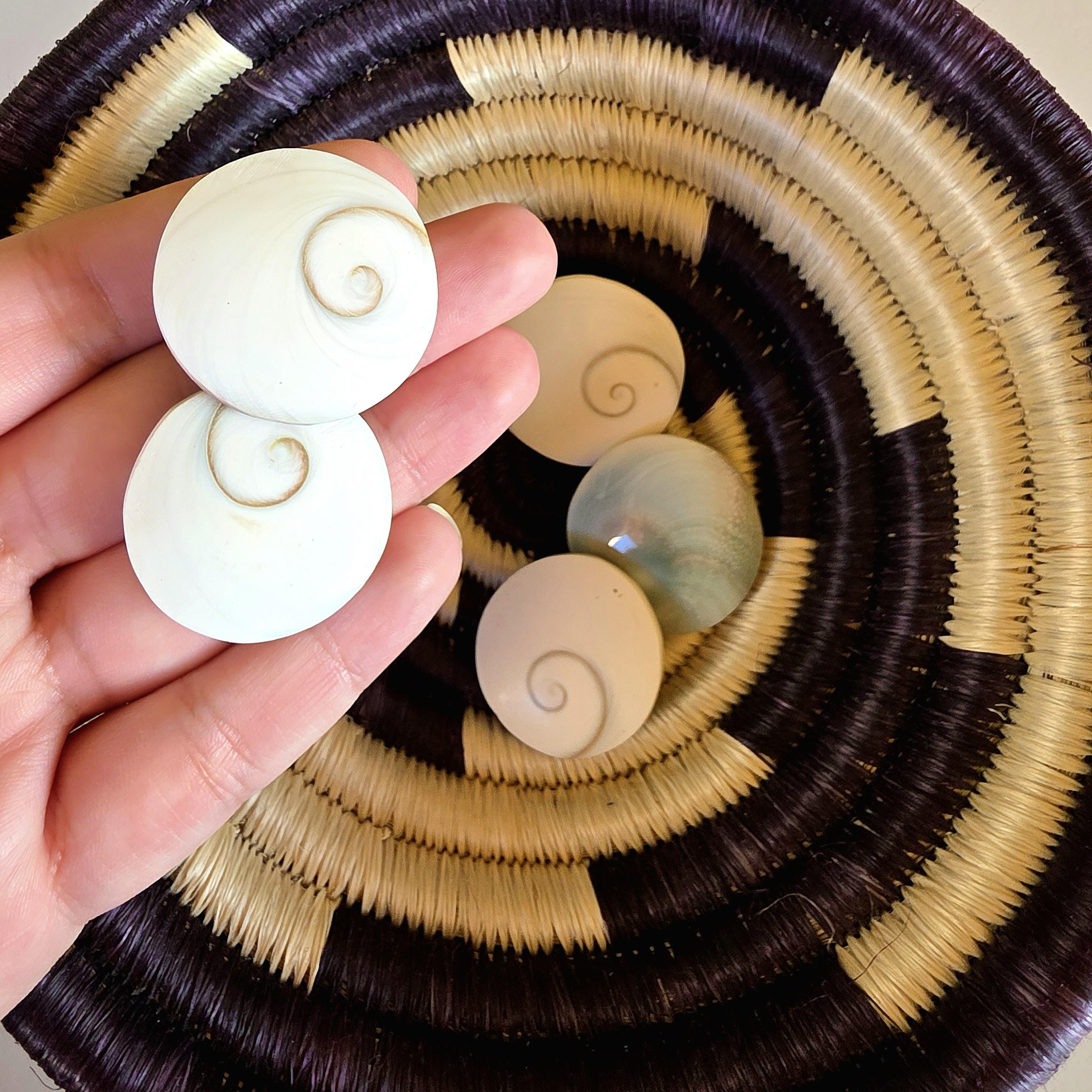 SM Round Shiva Shell | Mermaid Money | Intuitive Pull | Natural Ocean Shell | Beach Decor | Shell Collection