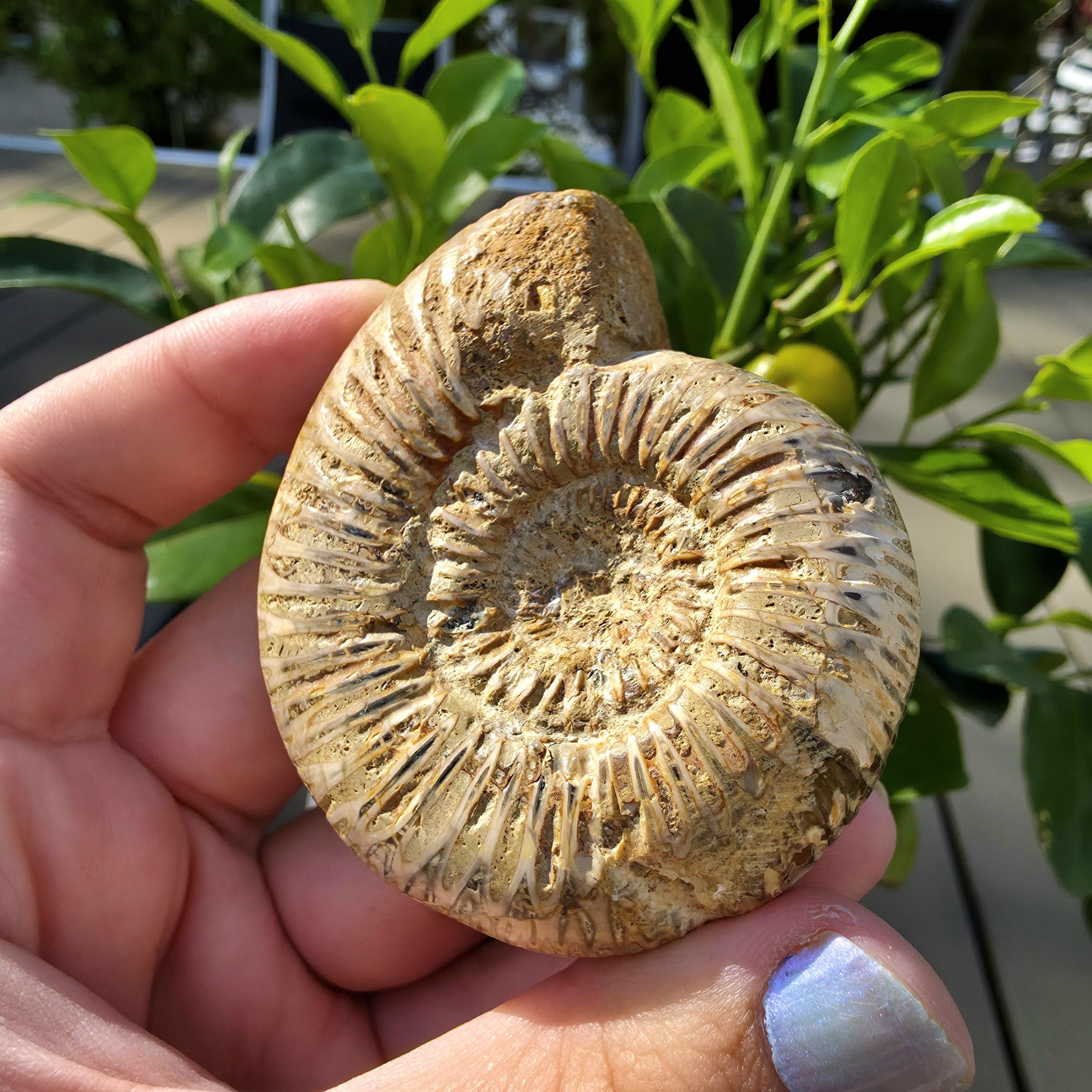 French Ammonite Fossil | 100g Ammonite Fossil | Ancient Marine Fossil | French Fossil Specimen | Natural History Collectible