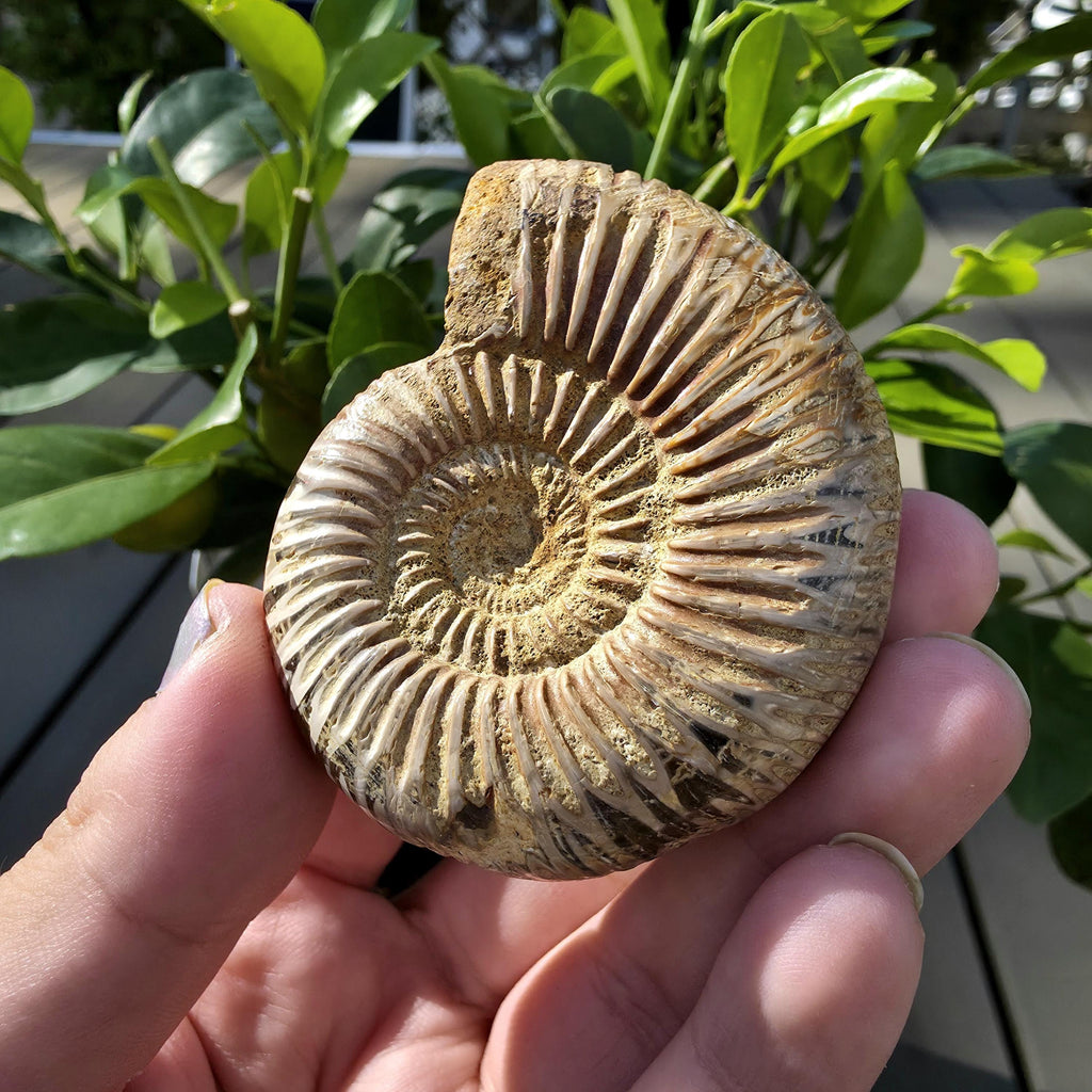 French Ammonite Fossil | 100g Ammonite Fossil | Ancient Marine Fossil | French Fossil Specimen | Natural History Collectible