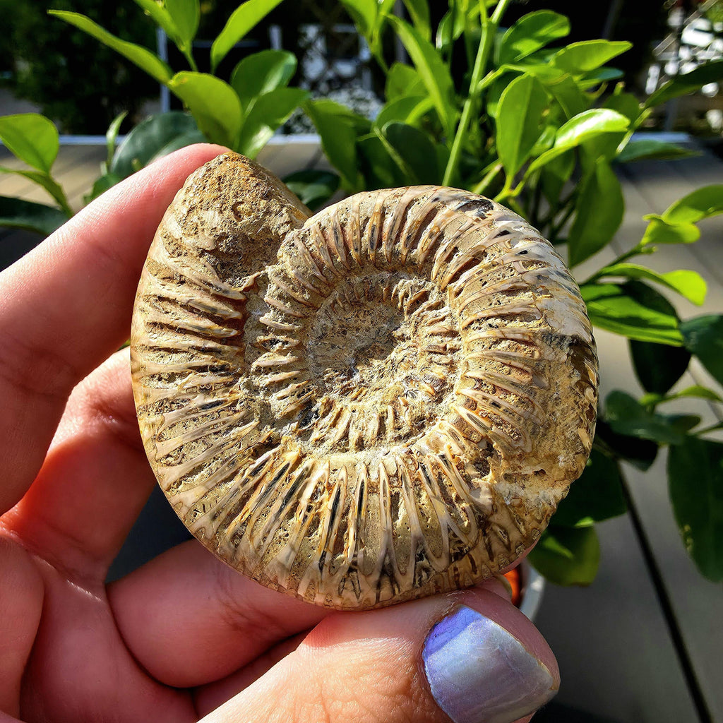 French Ammonite Fossil | 100g Ammonite Fossil | Ancient Marine Fossil | French Fossil Specimen | Natural History Collectible