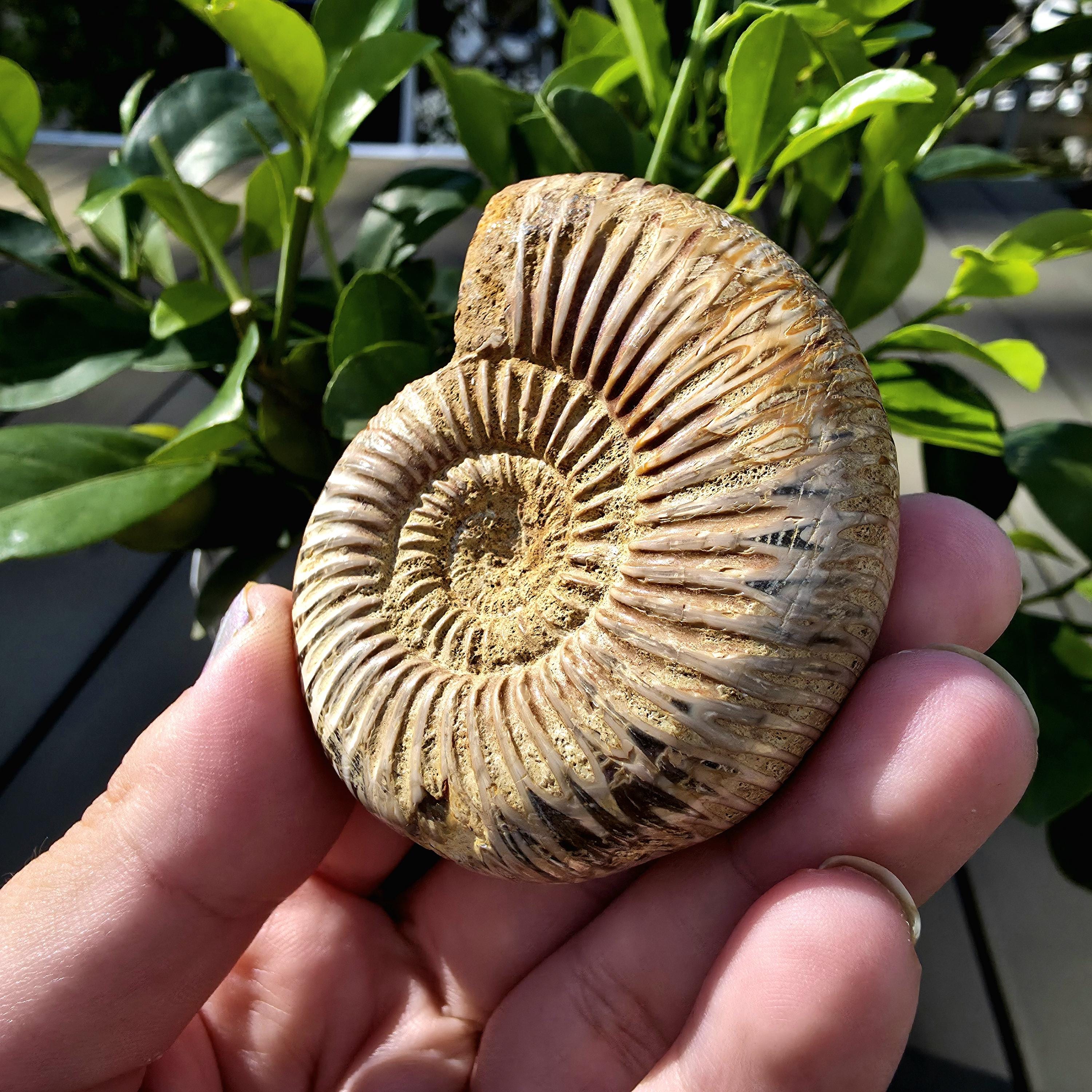 French Ammonite Fossil | 100g Ammonite Fossil | Ancient Marine Fossil | French Fossil Specimen | Natural History Collectible