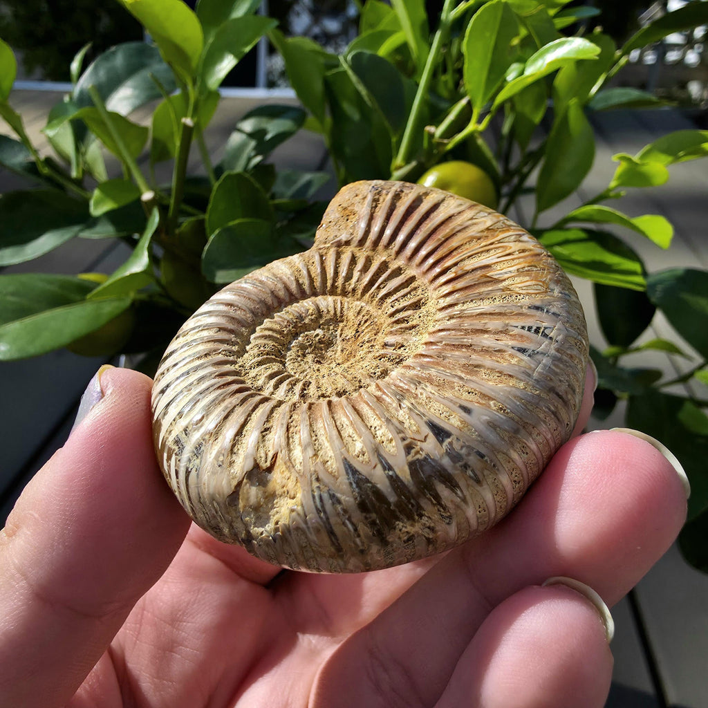 French Ammonite Fossil | 100g Ammonite Fossil | Ancient Marine Fossil | French Fossil Specimen | Natural History Collectible