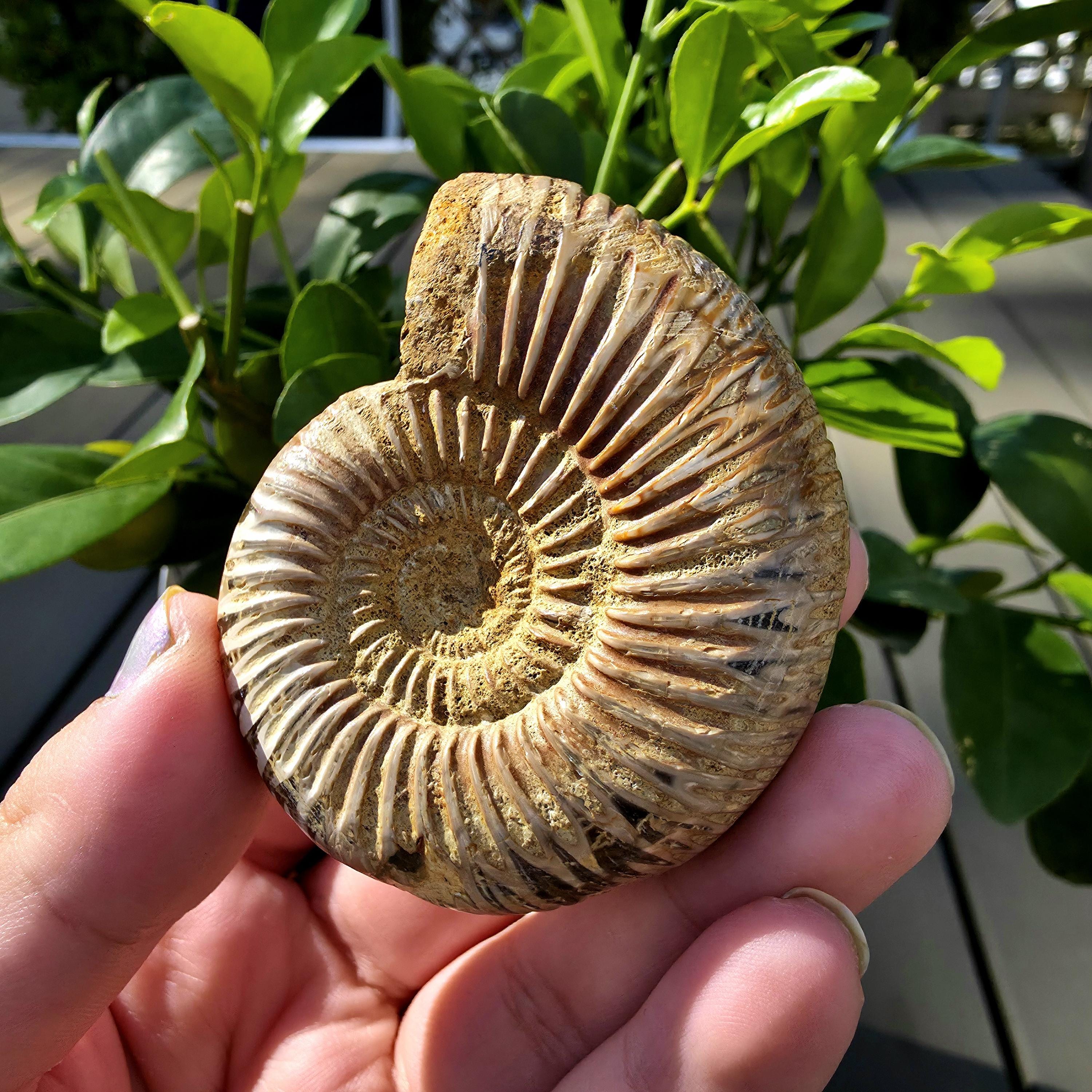 French Ammonite Fossil | 100g Ammonite Fossil | Ancient Marine Fossil | French Fossil Specimen | Natural History Collectible