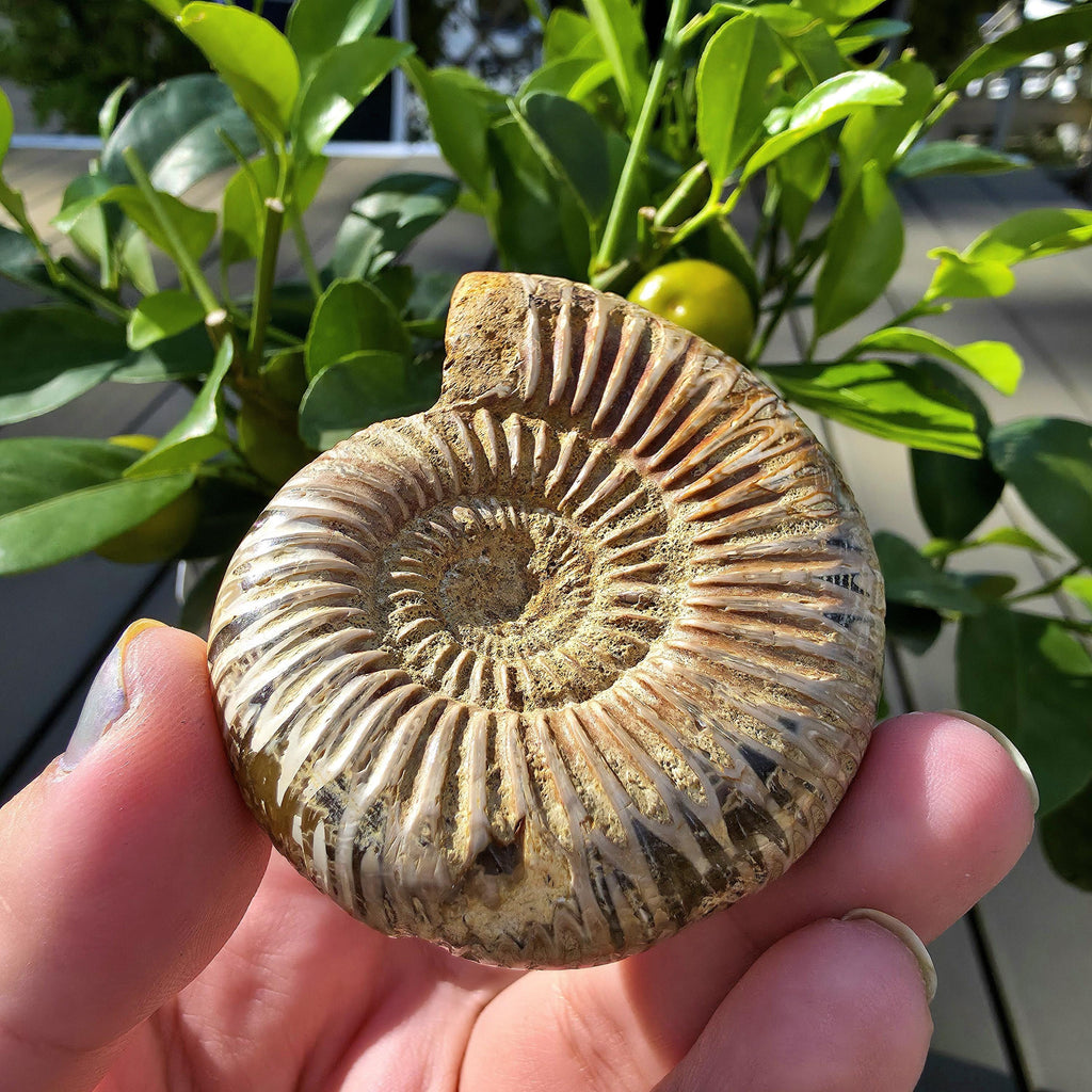 French Ammonite Fossil | 100g Ammonite Fossil | Ancient Marine Fossil | French Fossil Specimen | Natural History Collectible