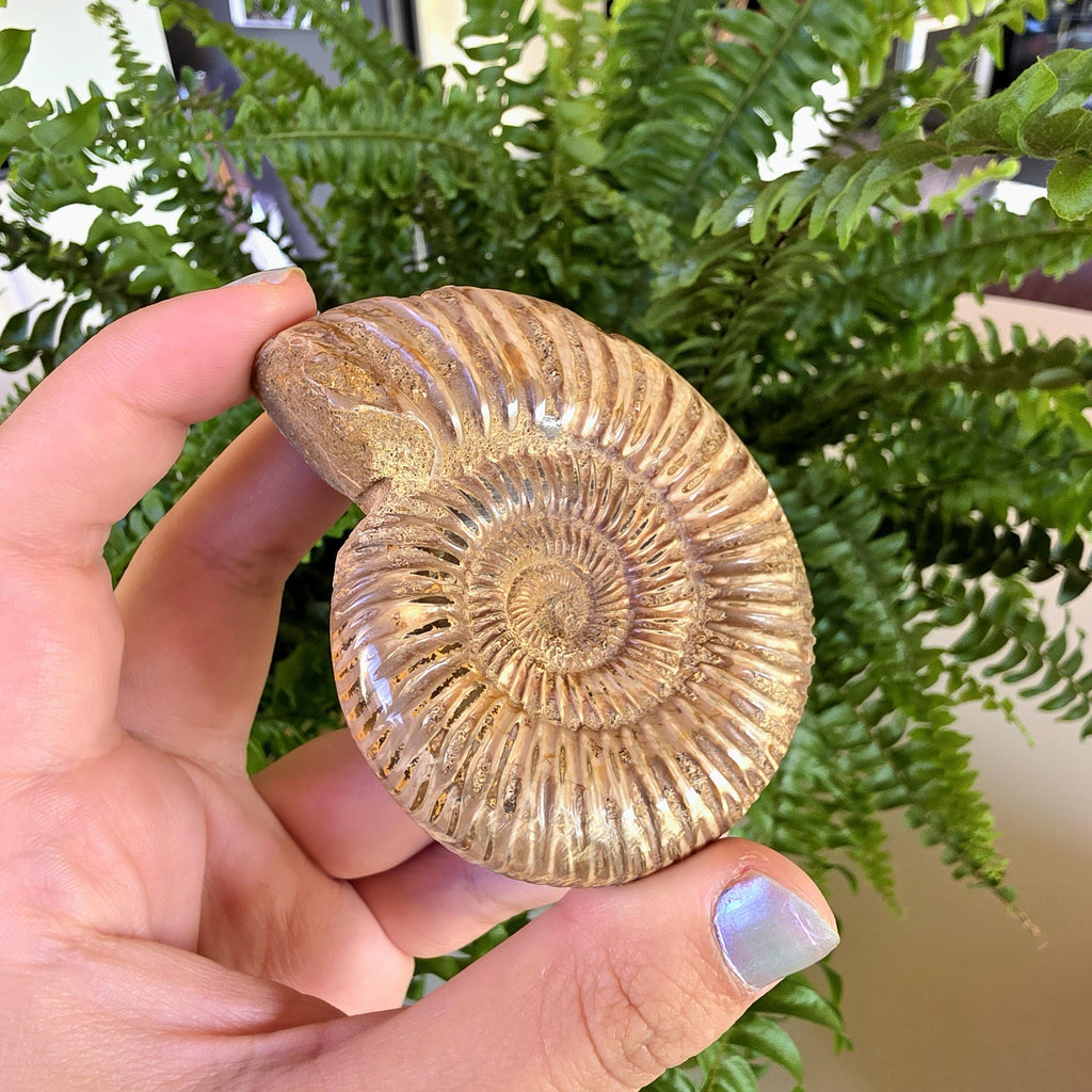 French Ammonite Fossil | 126g Ammonite Fossil | Ancient Marine Fossil | French Fossil Specimen | Natural History Collectible