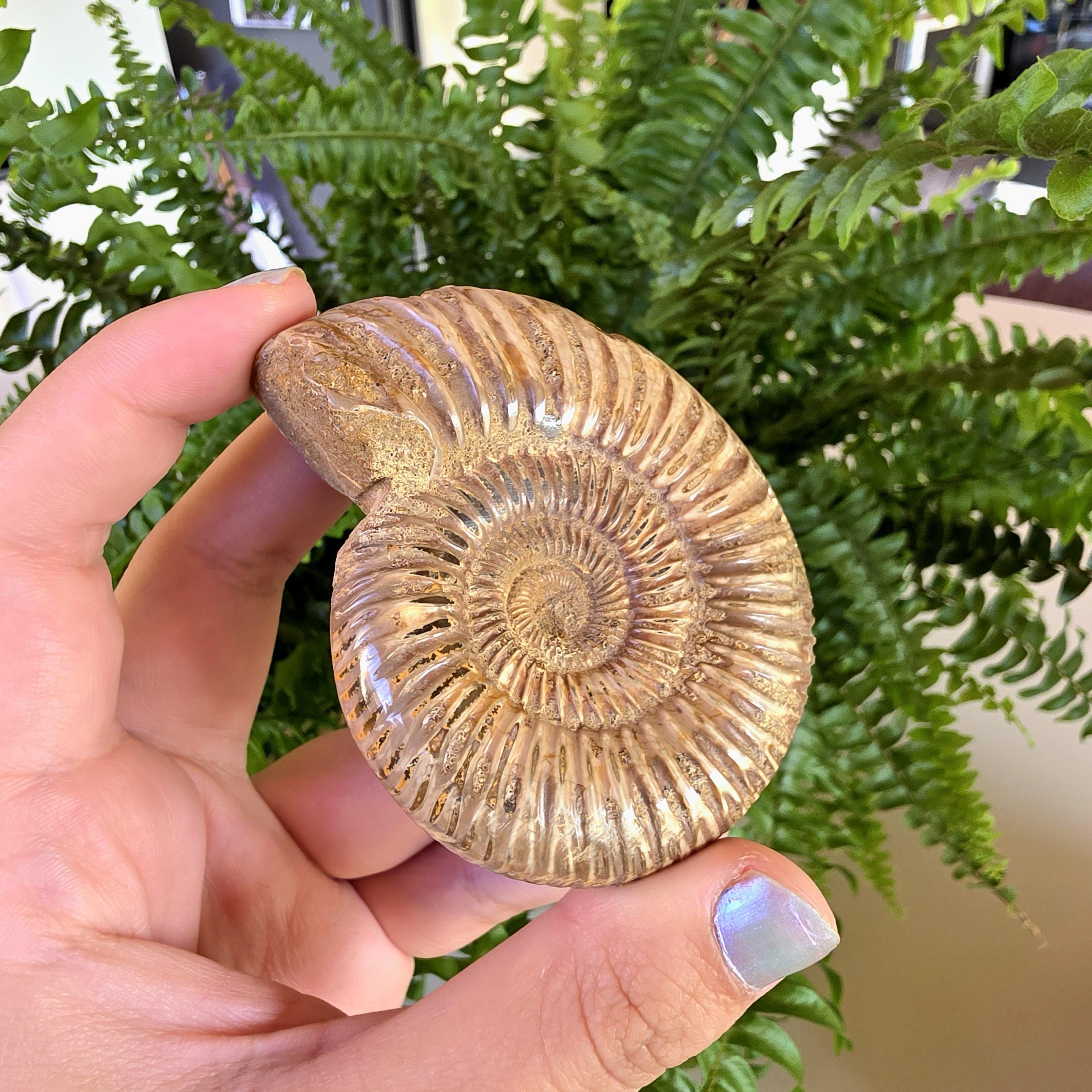 French Ammonite Fossil | 126g Ammonite Fossil | Ancient Marine Fossil | French Fossil Specimen | Natural History Collectible