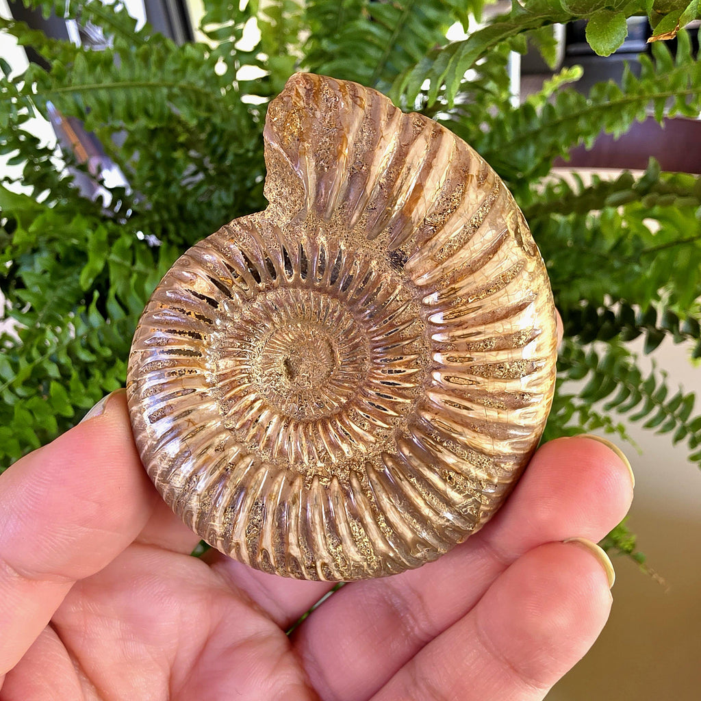 French Ammonite Fossil | 126g Ammonite Fossil | Ancient Marine Fossil | French Fossil Specimen | Natural History Collectible