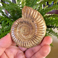 French Ammonite Fossil | 126g Ammonite Fossil | Ancient Marine Fossil | French Fossil Specimen | Natural History Collectible