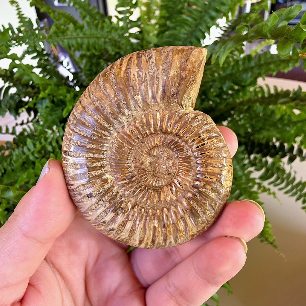 French Ammonite Fossil | 126g Ammonite Fossil | Ancient Marine Fossil | French Fossil Specimen | Natural History Collectible