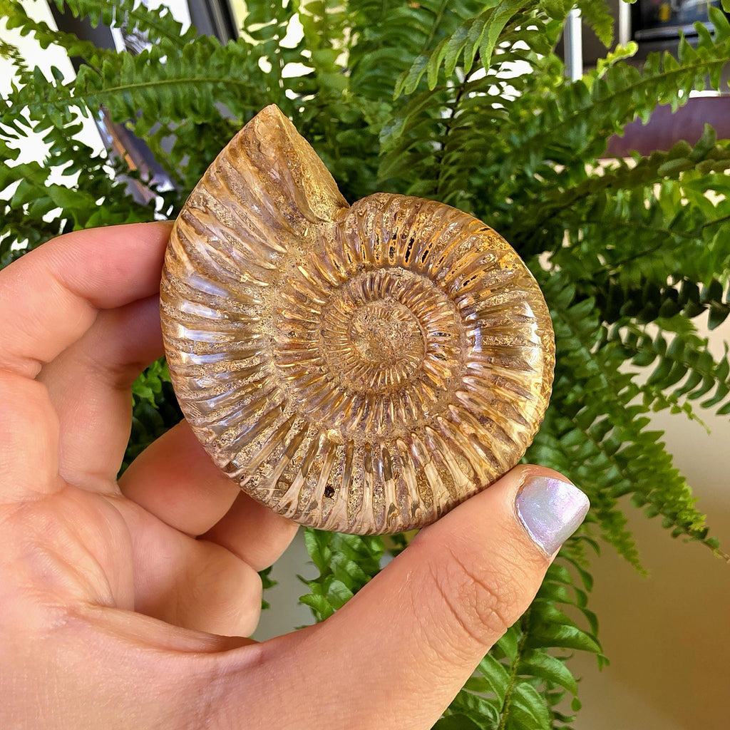 French Ammonite Fossil | 126g Ammonite Fossil | Ancient Marine Fossil | French Fossil Specimen | Natural History Collectible