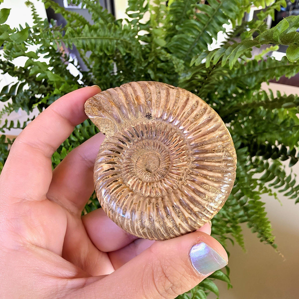 French Ammonite Fossil | 126g Ammonite Fossil | Ancient Marine Fossil | French Fossil Specimen | Natural History Collectible
