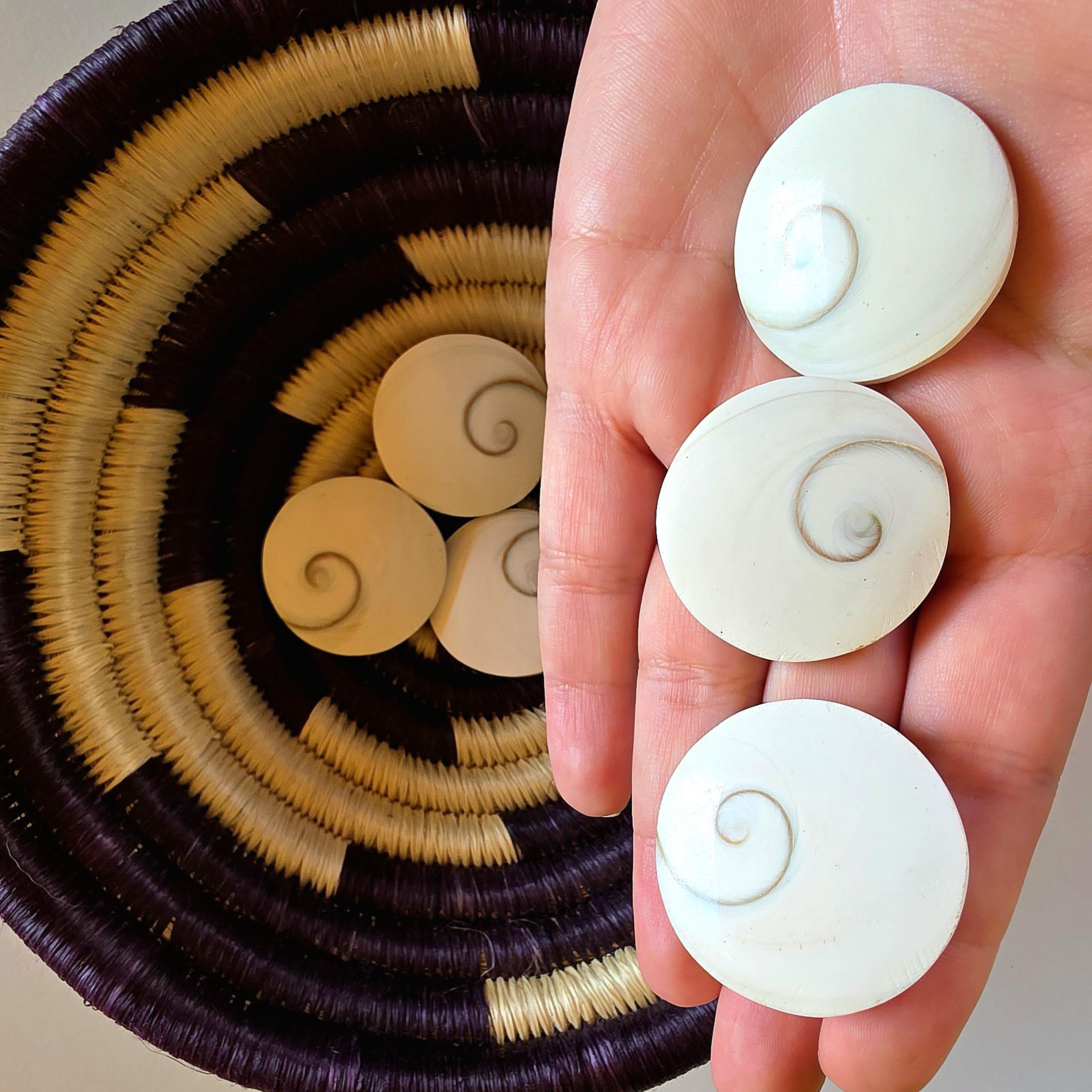 Large Round Shiva Shell | Mermaid Money | Intuitive Pull | Natural Ocean Shell | Beach Decor | Shell Collection