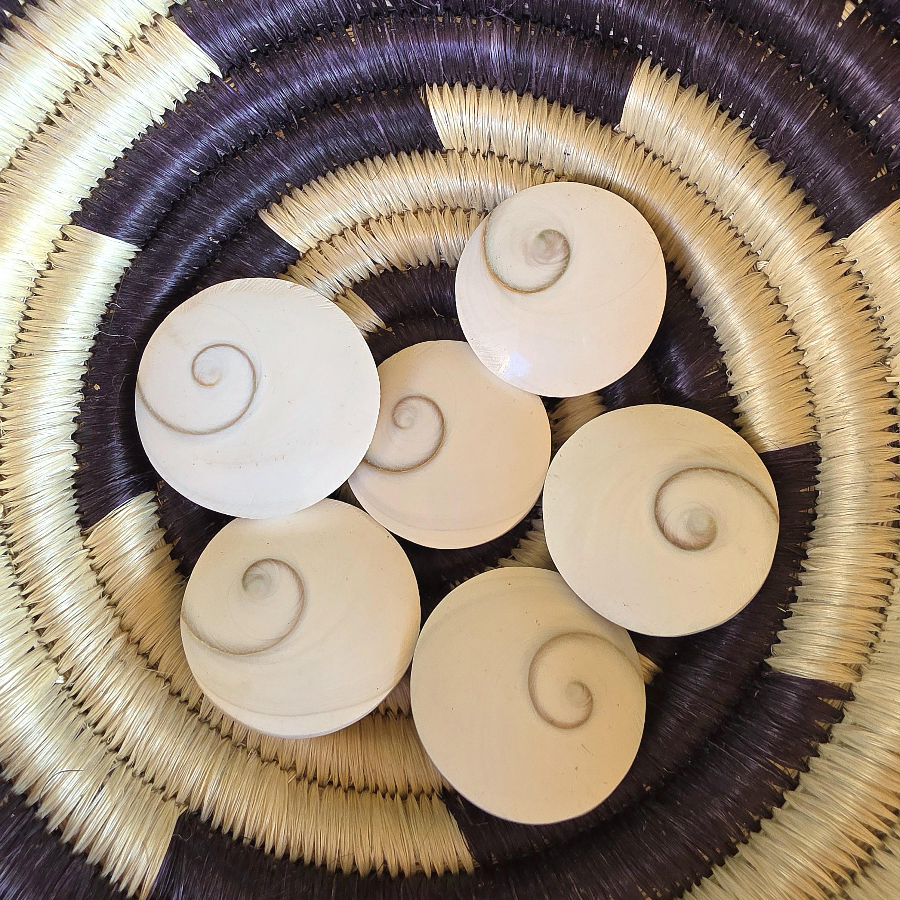 Large Round Shiva Shell | Mermaid Money | Intuitive Pull | Natural Ocean Shell | Beach Decor | Shell Collection