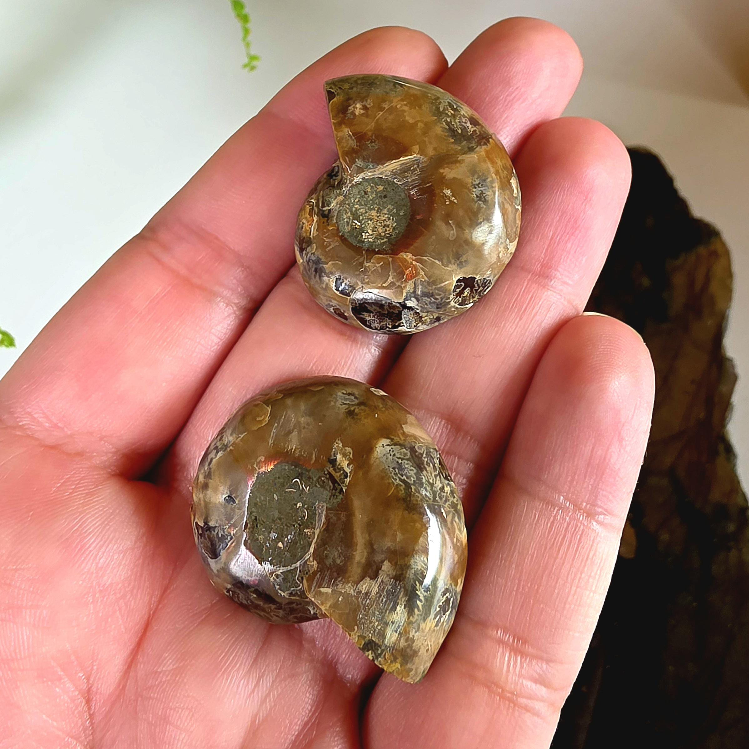 Rainbow Ammonite Fossil Pair | Madagascar Ammonite Set | Iridescent Fossil Display | Matching Fossil Halves