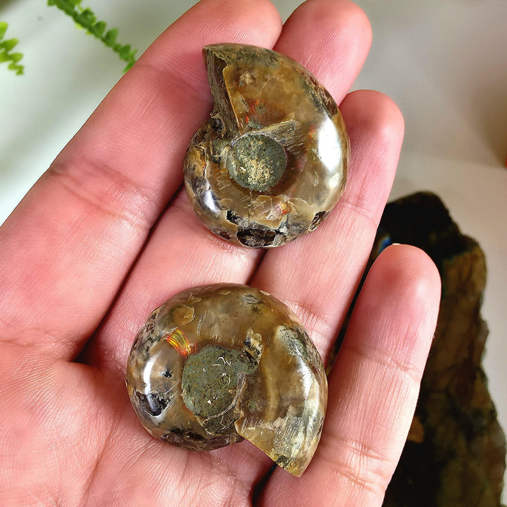 Rainbow Ammonite Fossil Pair | Madagascar Ammonite Set | Iridescent Fossil Display | Matching Fossil Halves