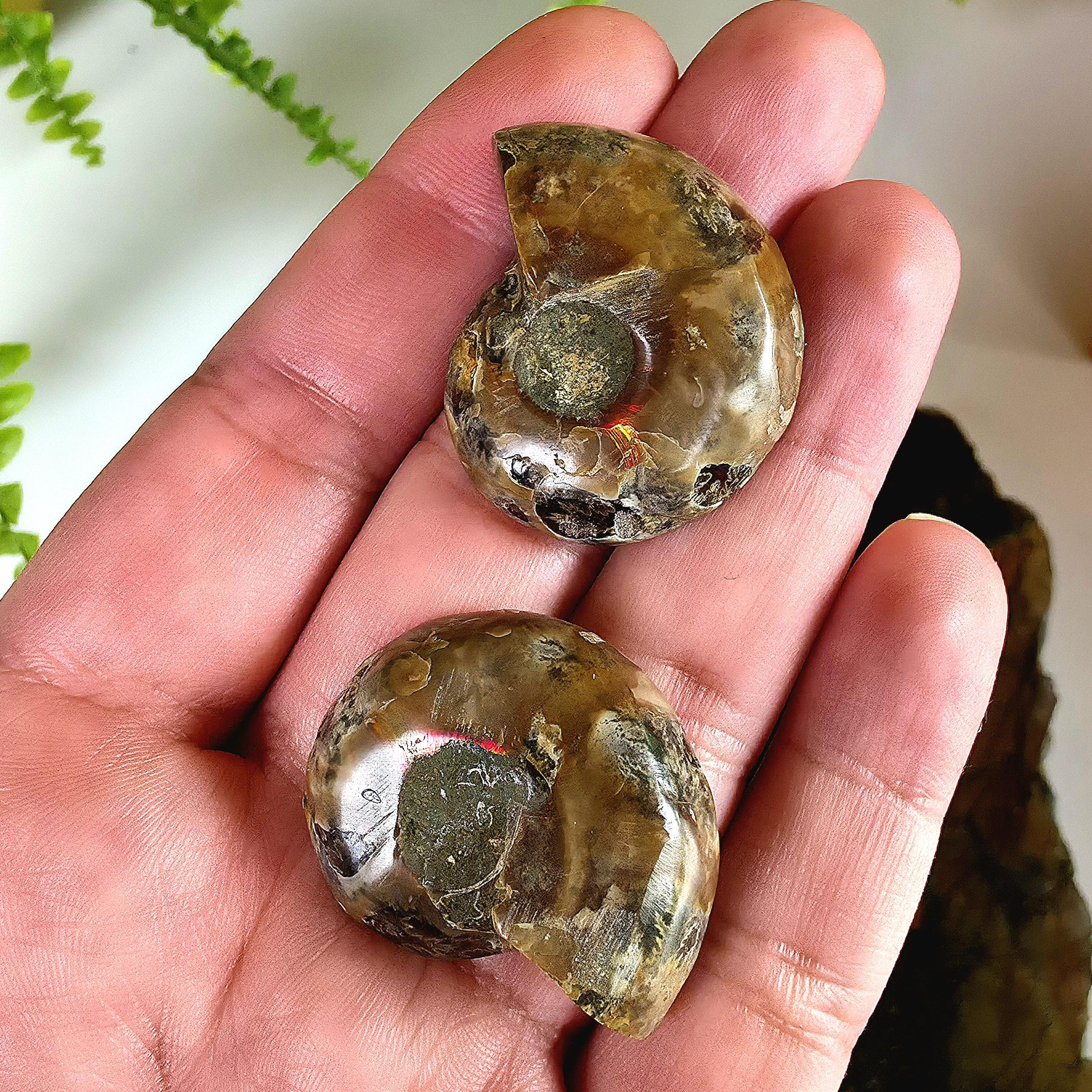 Rainbow Ammonite Fossil Pair | Madagascar Ammonite Set | Iridescent Fossil Display | Matching Fossil Halves