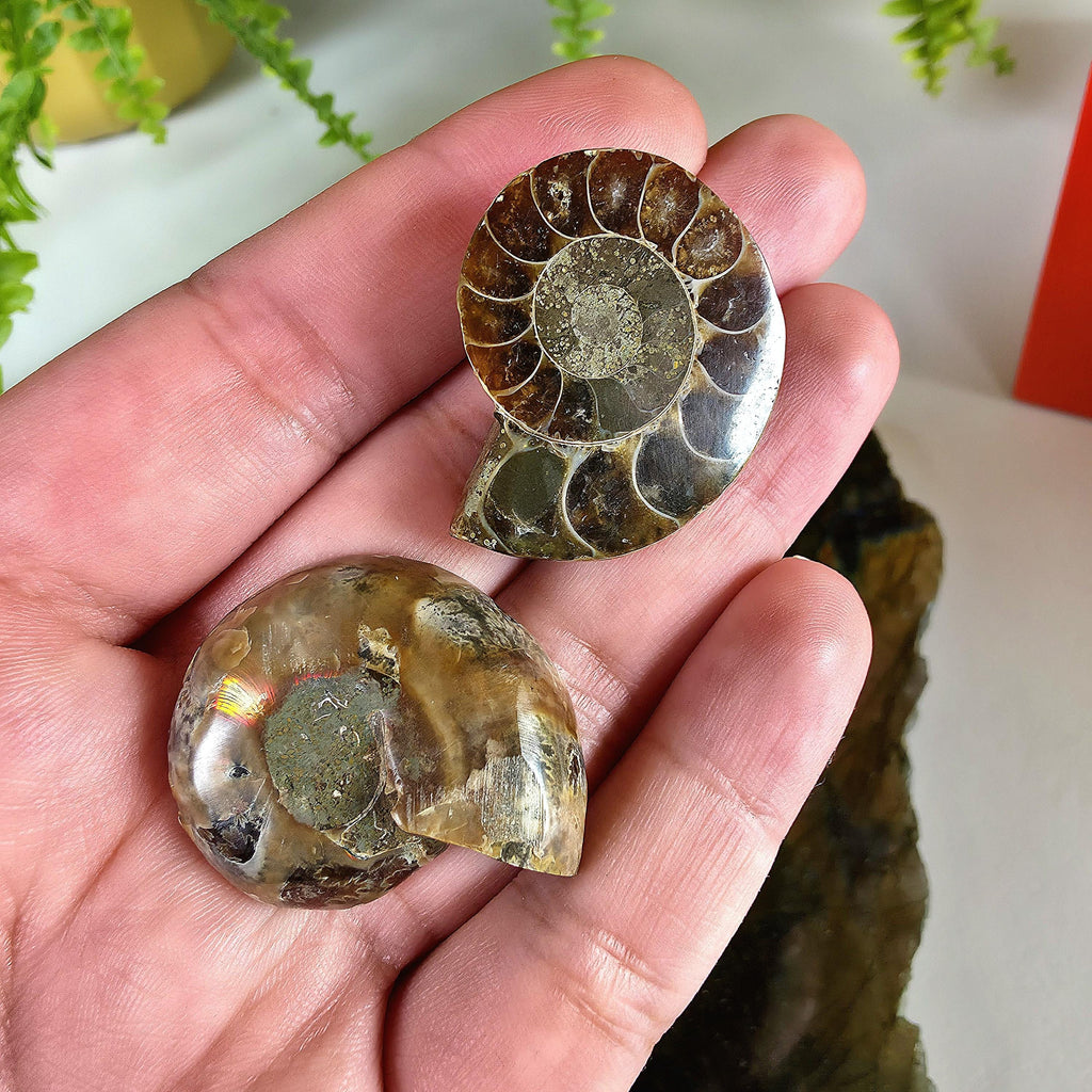 Rainbow Ammonite Fossil Pair | Madagascar Ammonite Set | Iridescent Fossil Display | Matching Fossil Halves
