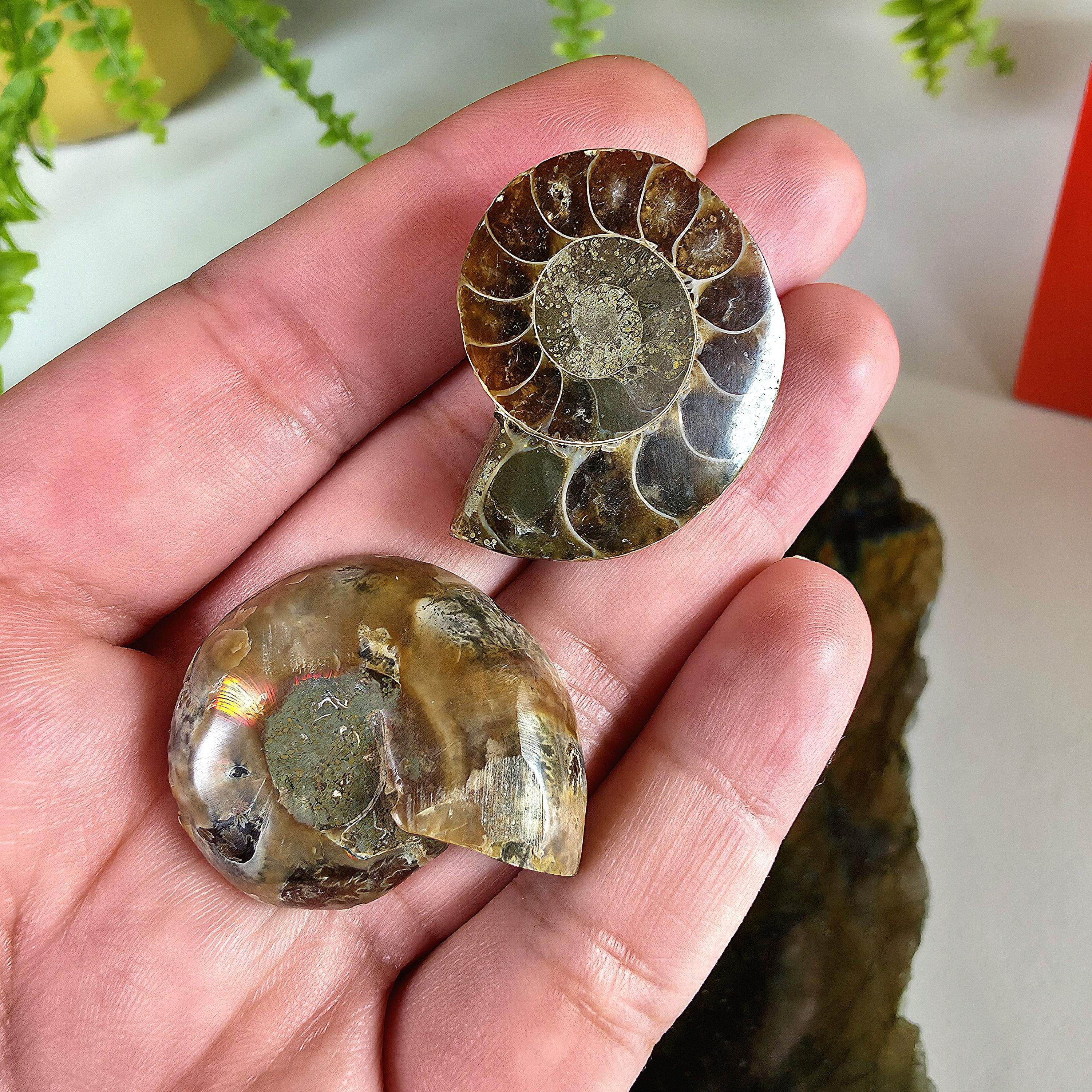 Rainbow Ammonite Fossil Pair | Madagascar Ammonite Set | Iridescent Fossil Display | Matching Fossil Halves